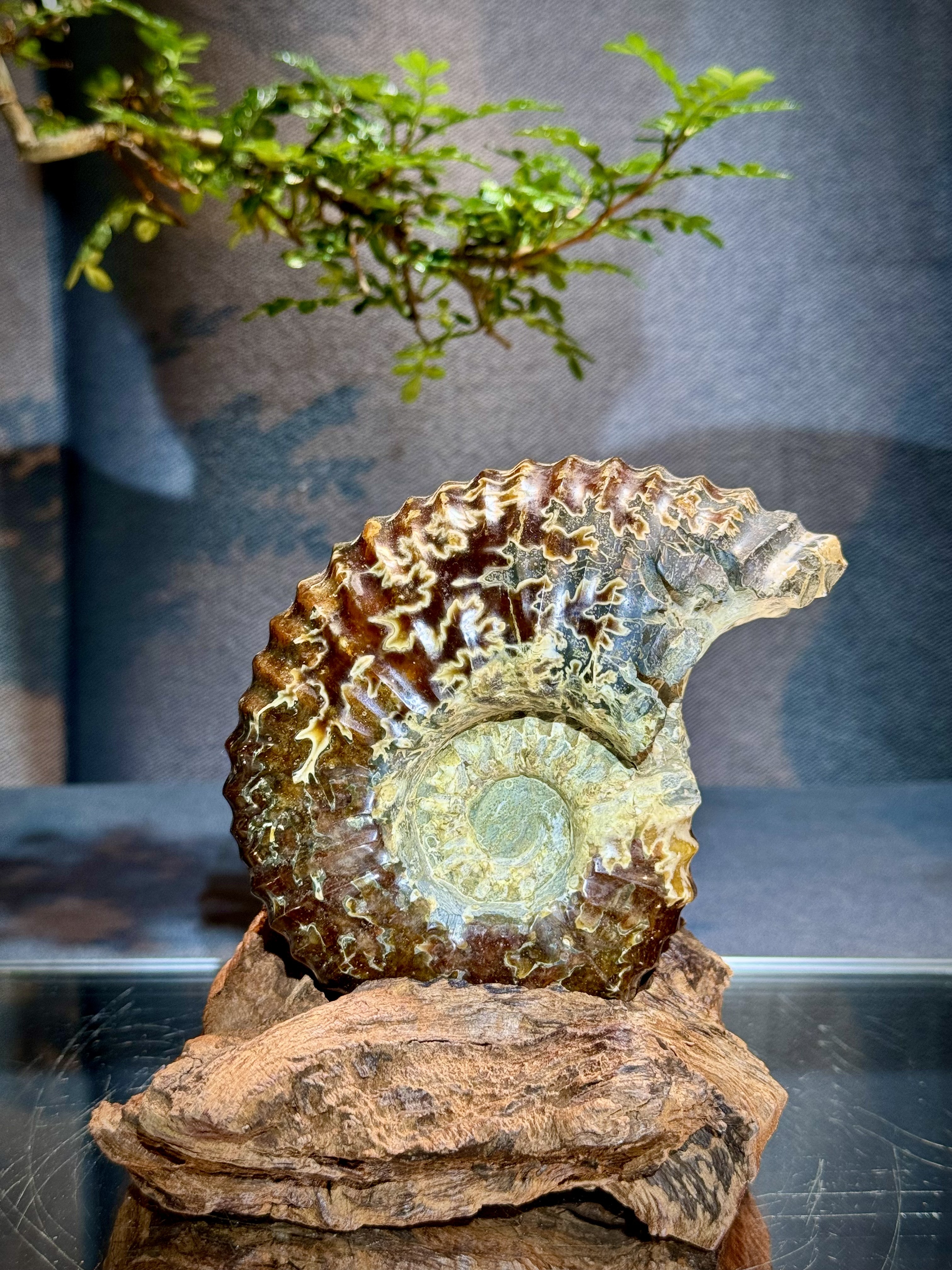 菊石螺原石擺件 6101