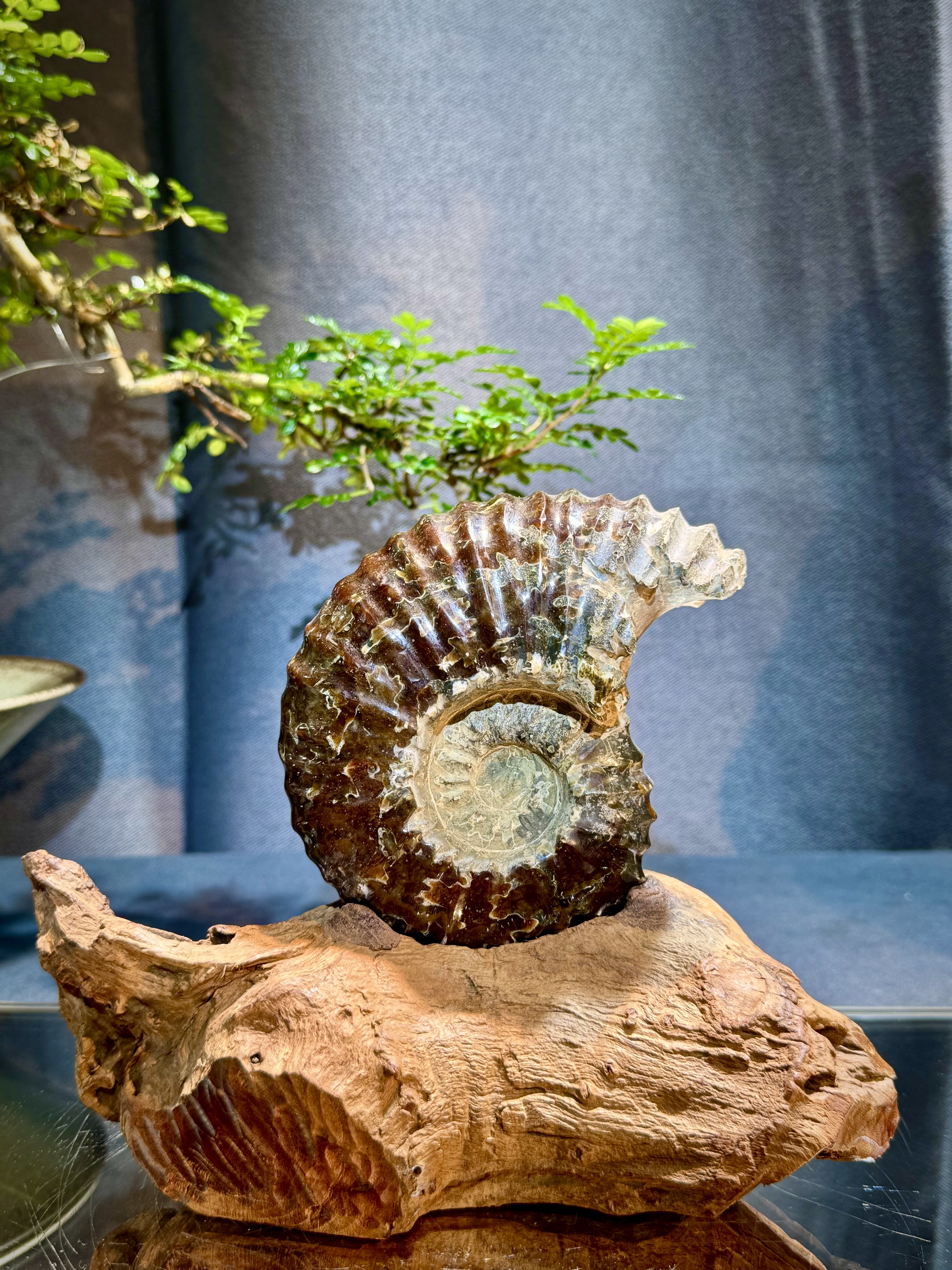 菊石螺原石擺件 6102