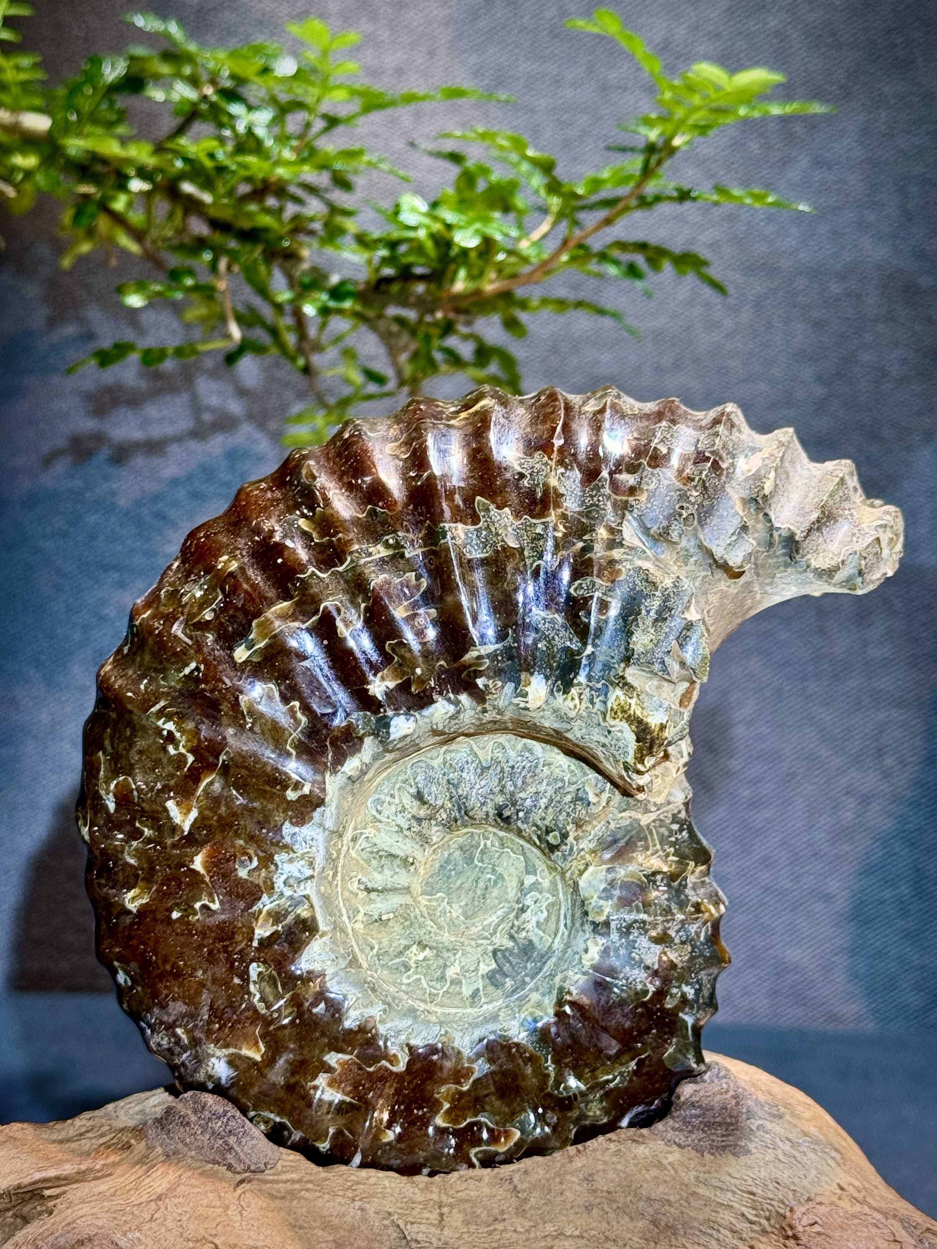 菊石螺原石擺件 6102