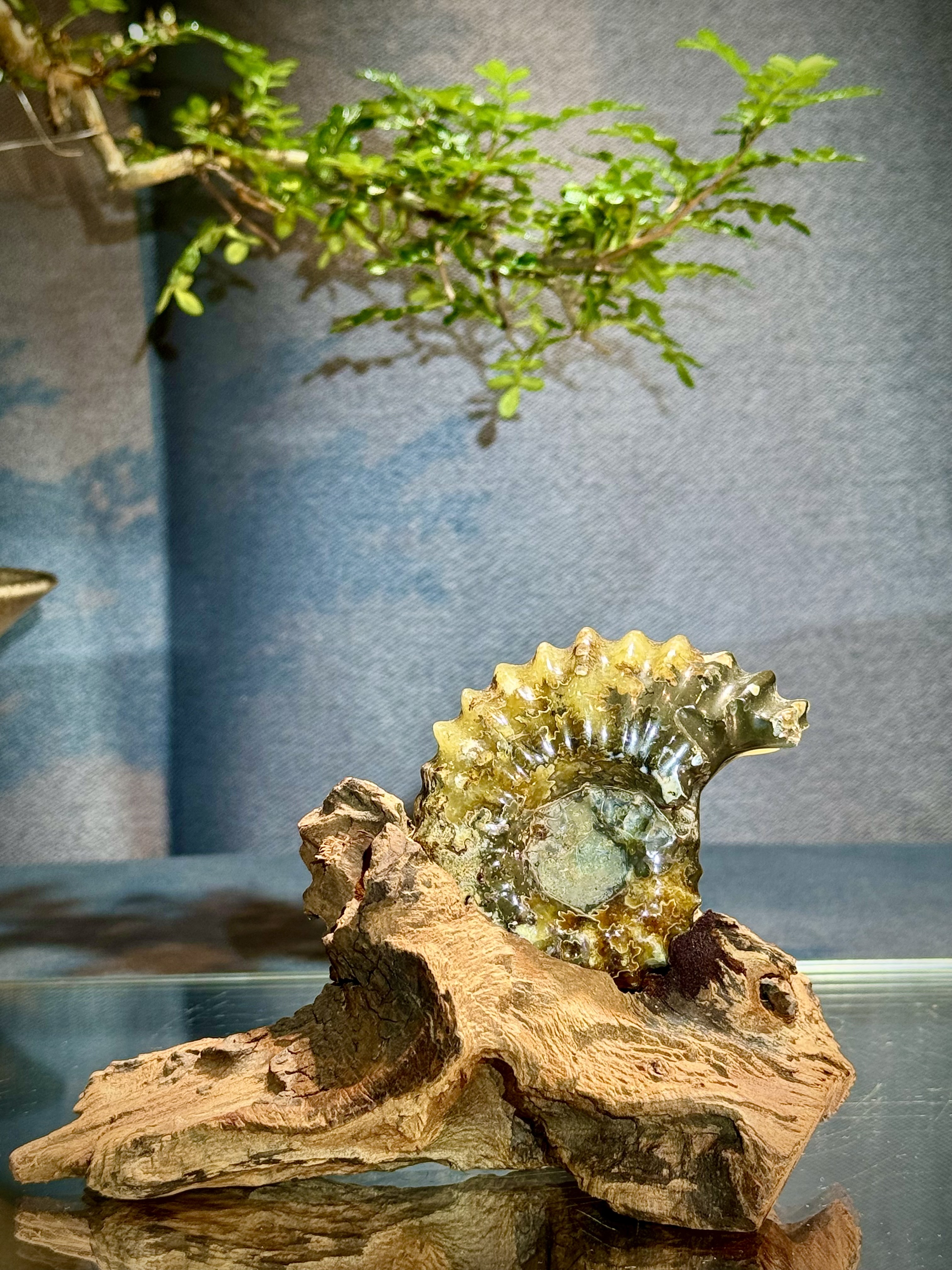 菊石螺原石擺件 6103