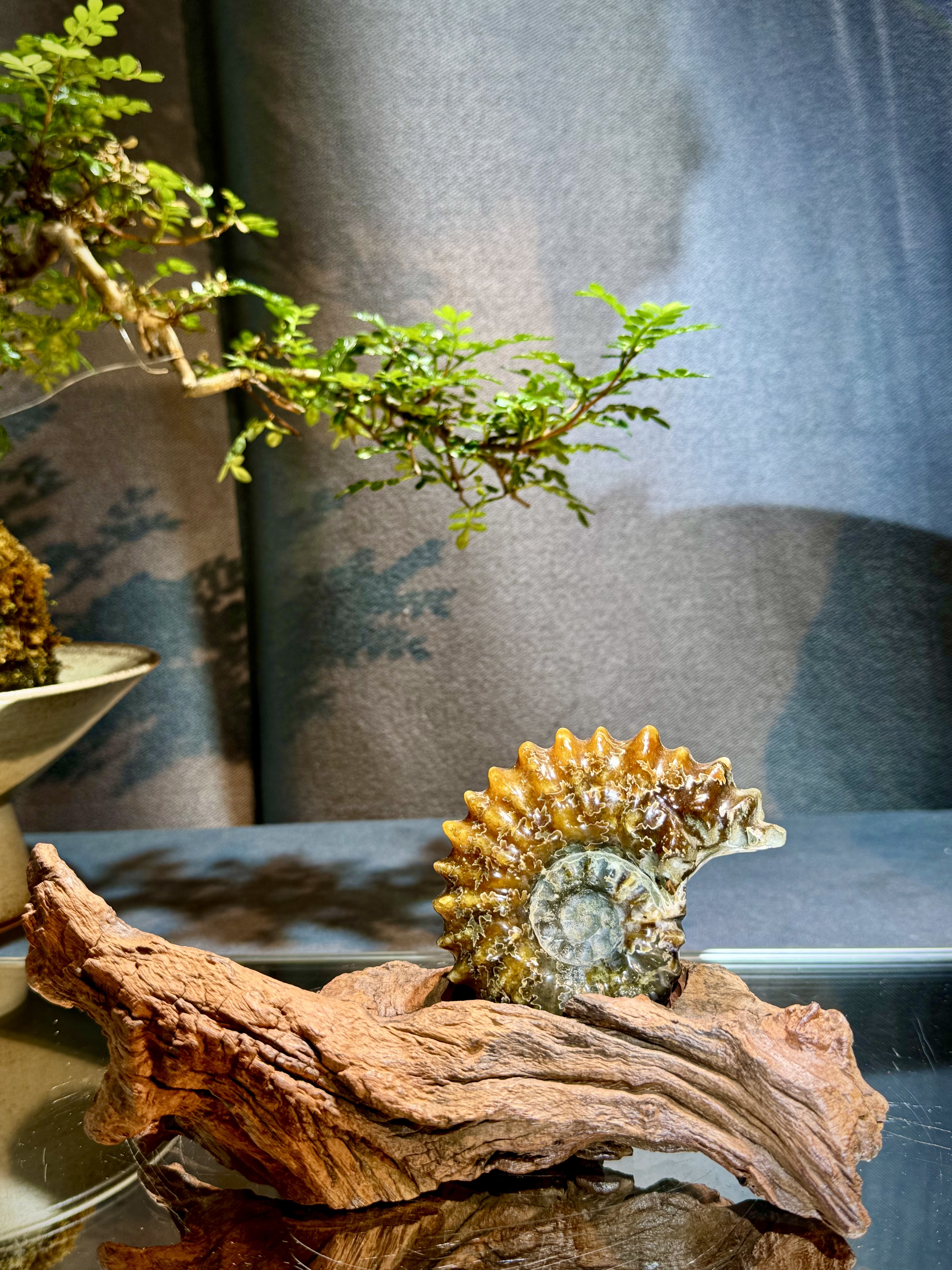 菊石螺原石擺件 6104