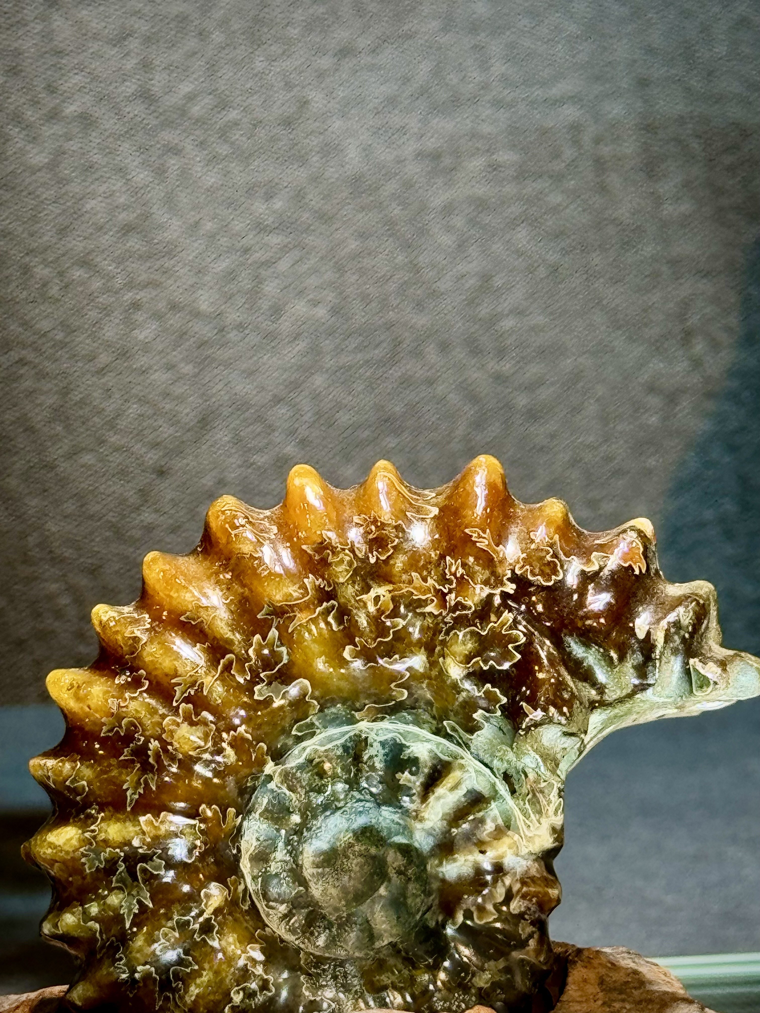 菊石螺原石擺件 6104