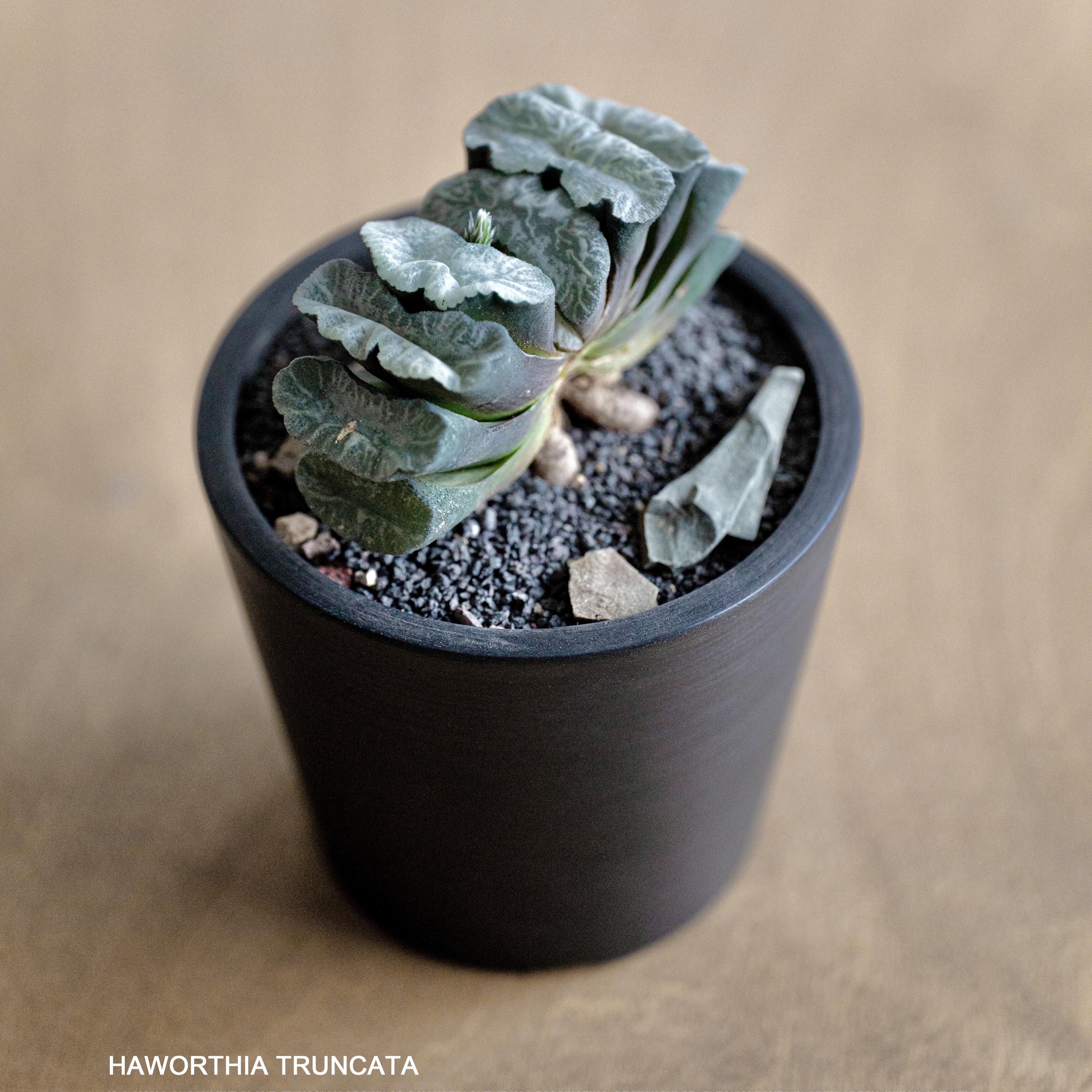 玉扇十二卷  Haworthia truncata