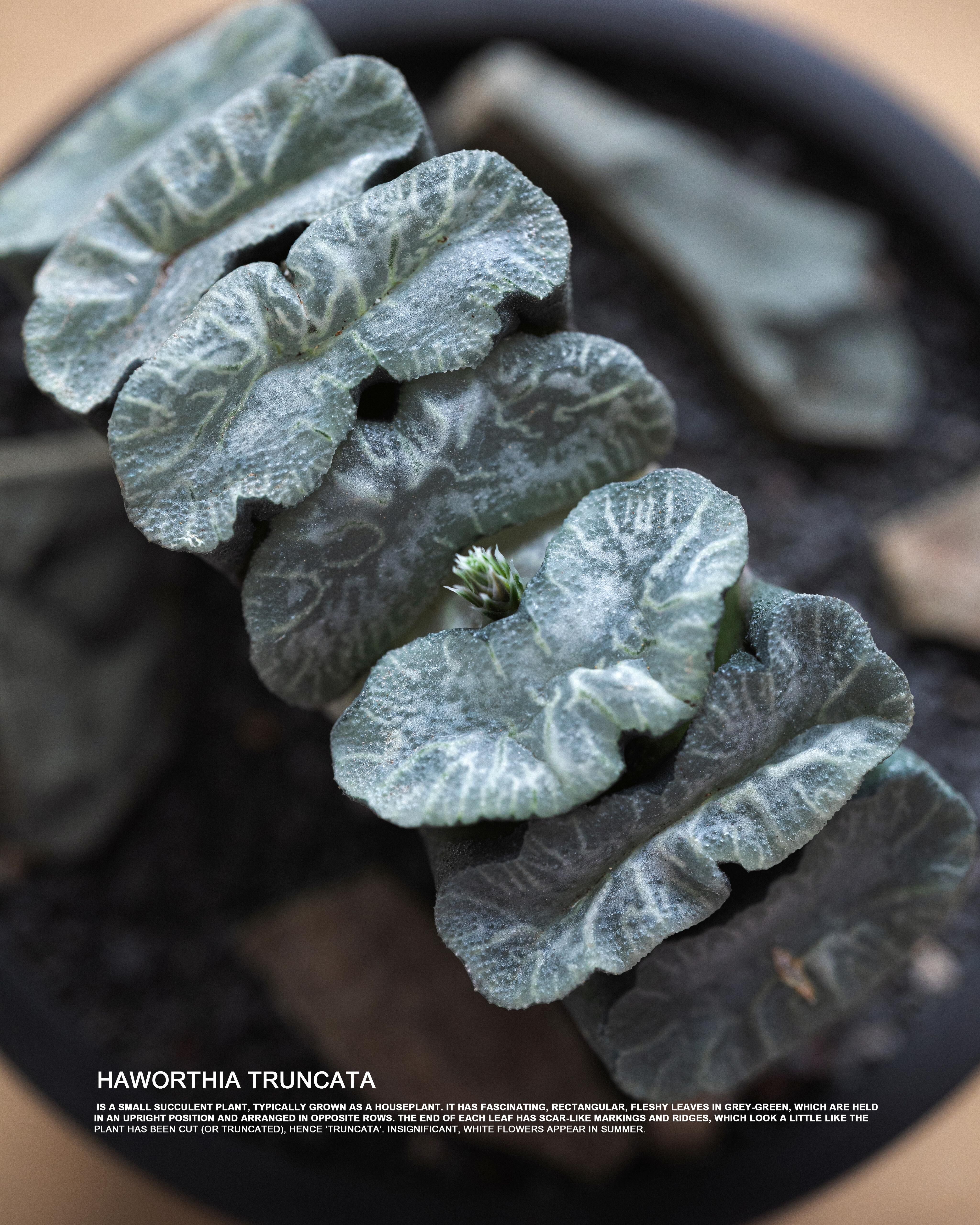 玉扇十二卷  Haworthia truncata