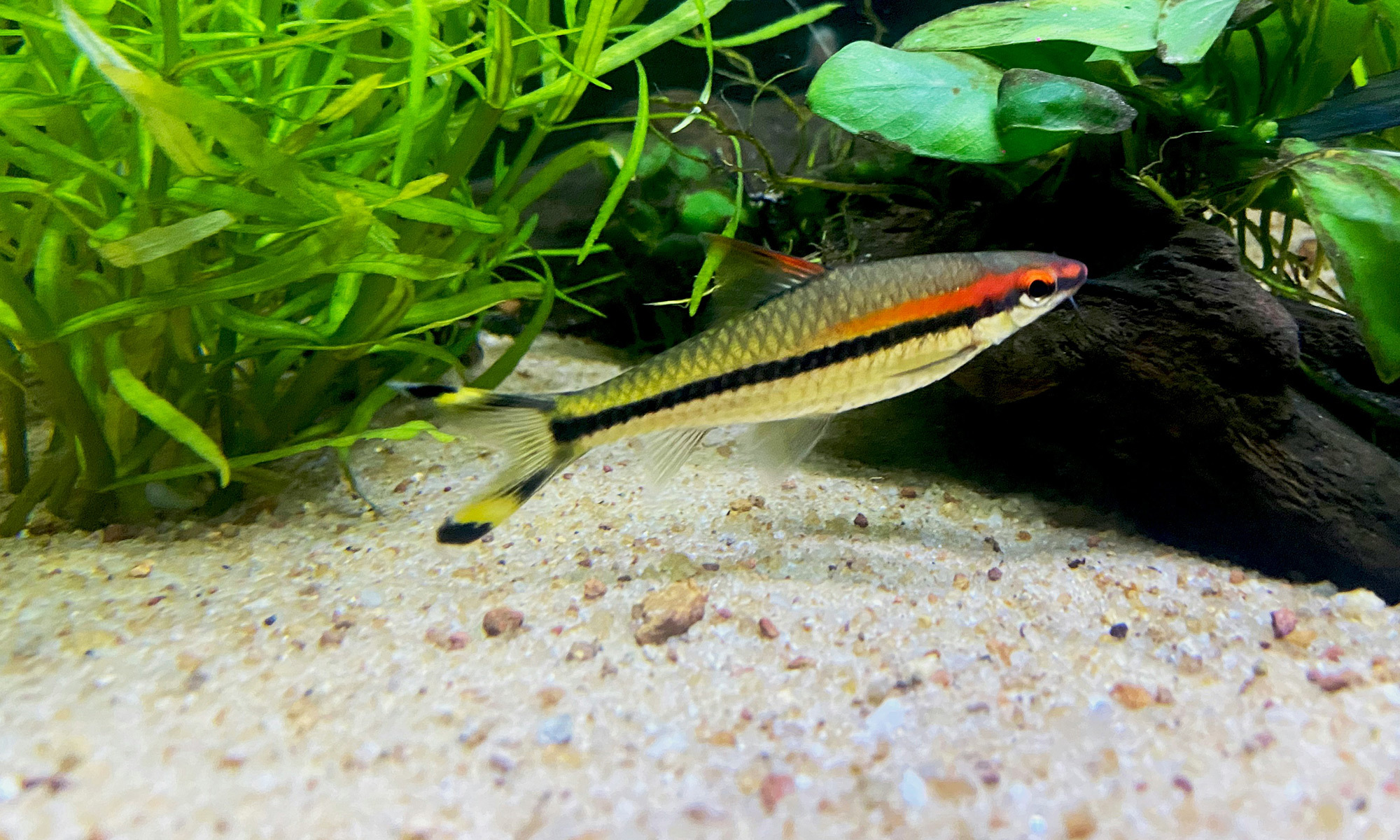 水族沙摸起來細細軟軟的，是底棲魚和軟肚皮魚兒的最愛！顆粒超細，不會刮傷魚兒的皮膚