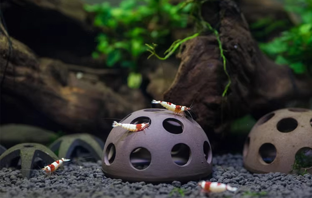 適合小魚、小蝦穿梭嬉戲，營造安全舒適的棲息空間，預防互咬，提升觀賞樂趣