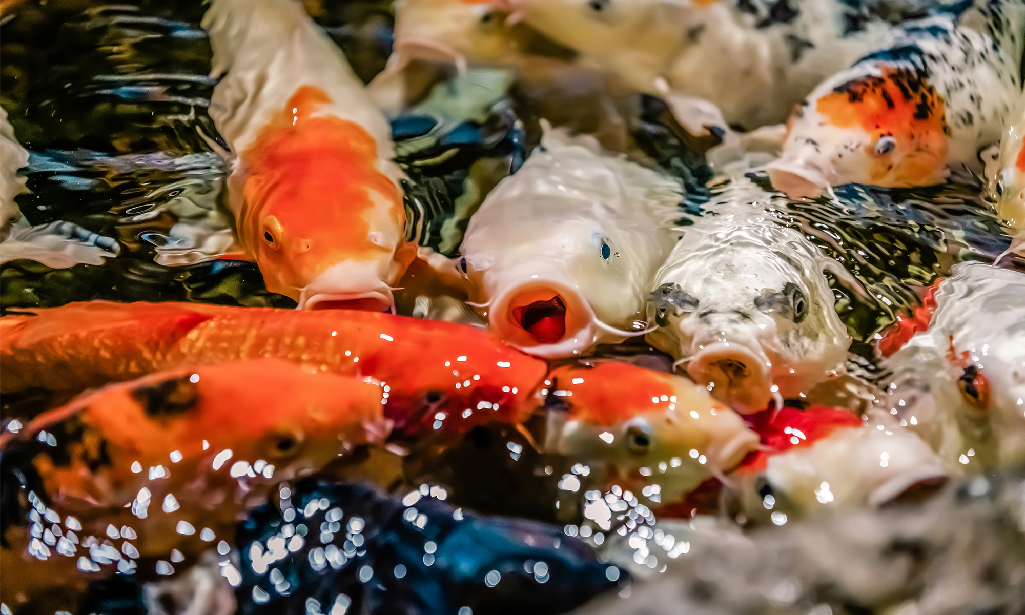 錦鯉：食慾旺盛，容易過度餵食