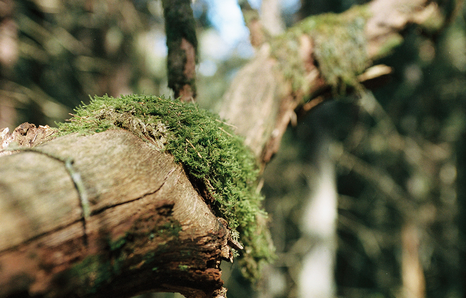 選用環境友善的植萃原料，細緻呵護肌膚-5