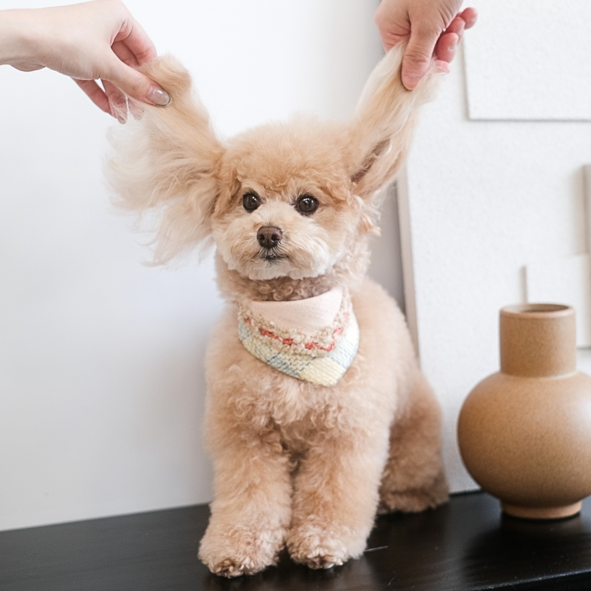 PuriPuri® 寵物領巾 - 明太子蛋燒