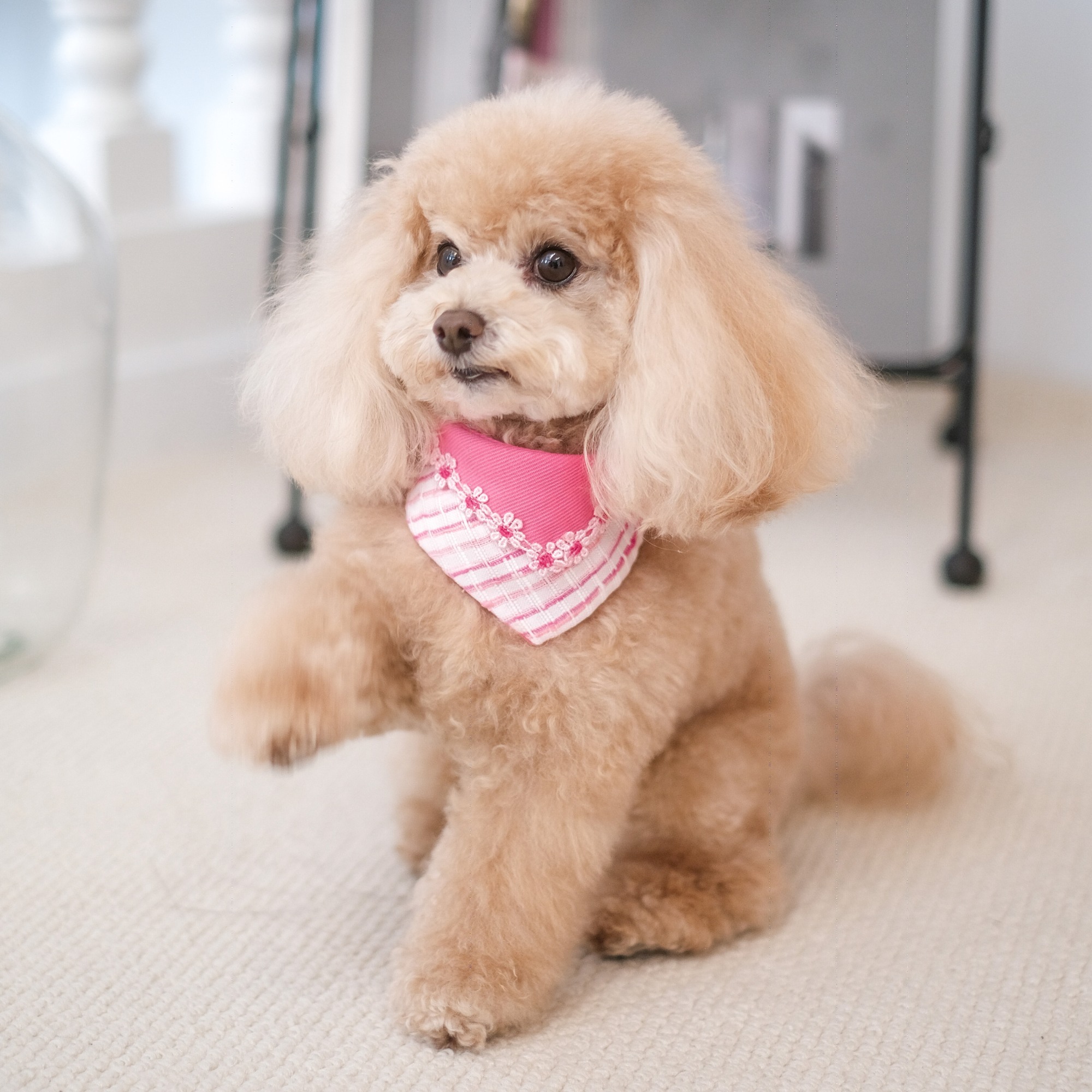 PuriPuri® 寵物領巾 - 蠟筆小花花