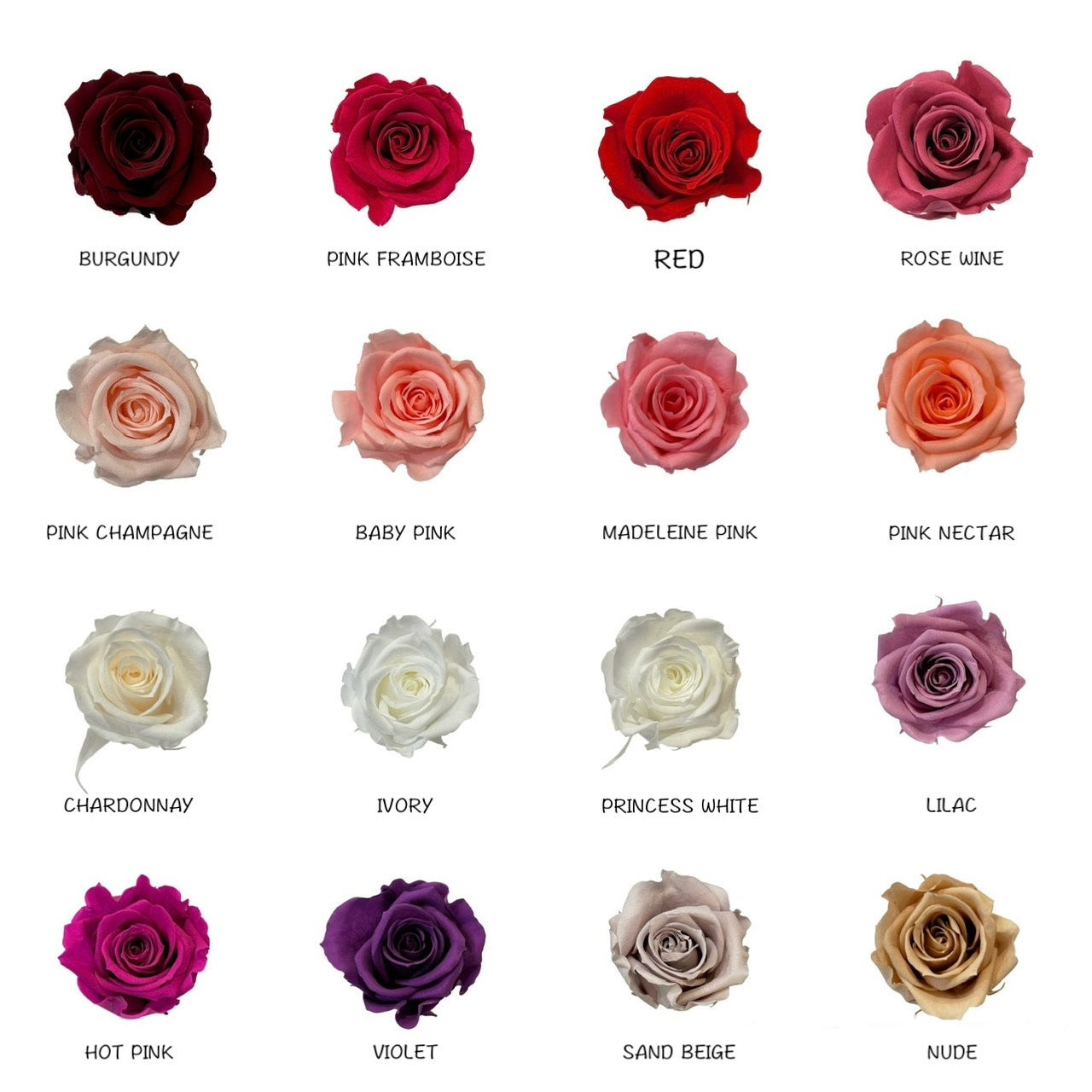 出清特價❗️6輪 VERMEILLE 永生玫瑰