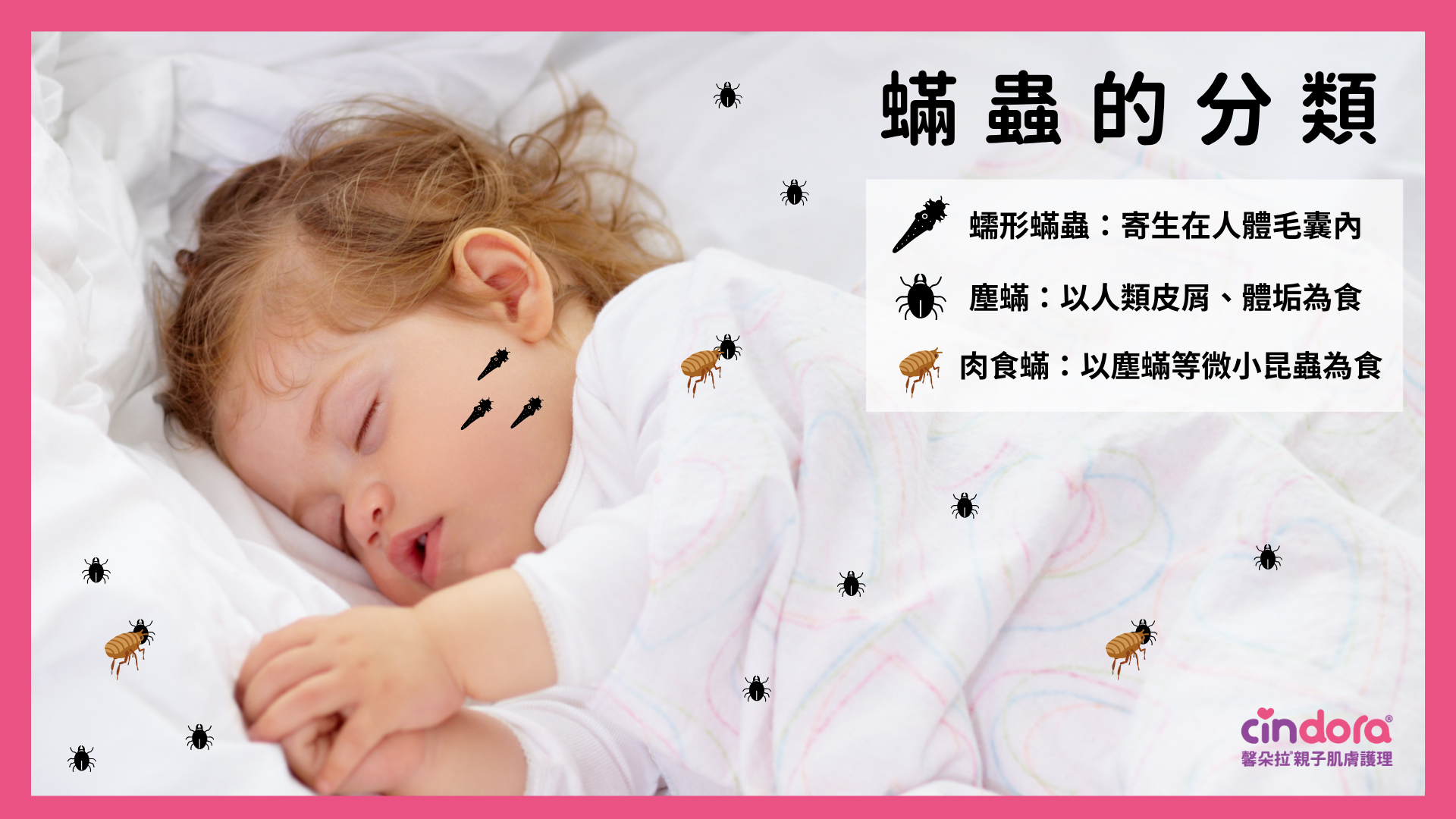 蟎蟲的分類