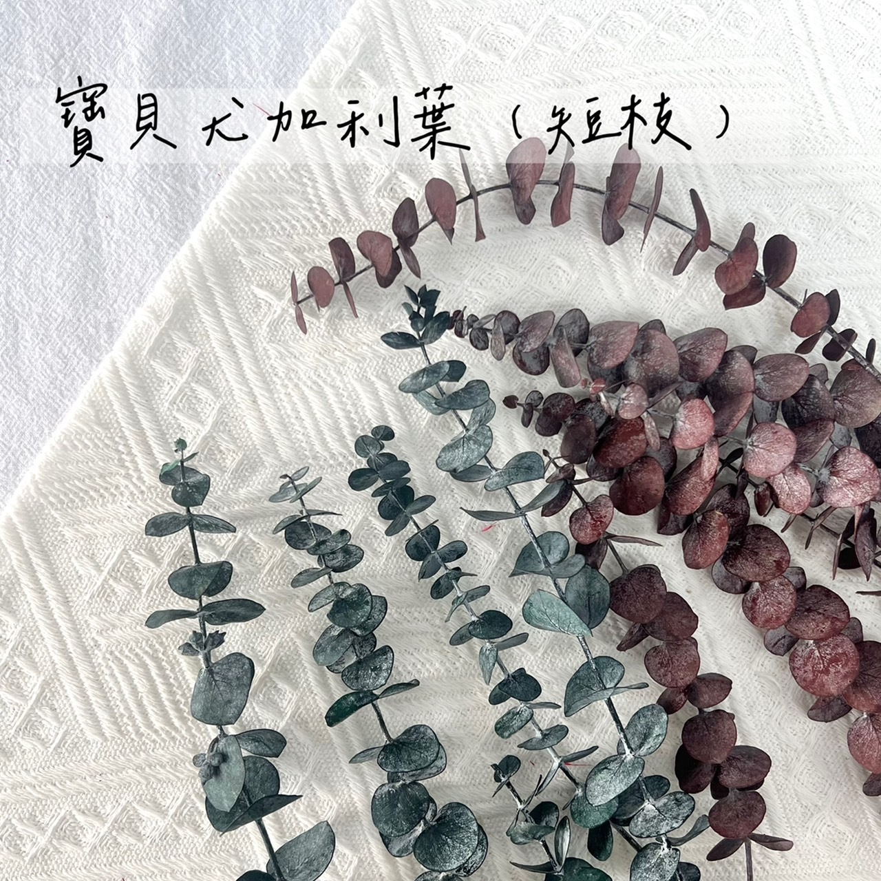 寶貝尤加利(短枝/4色)