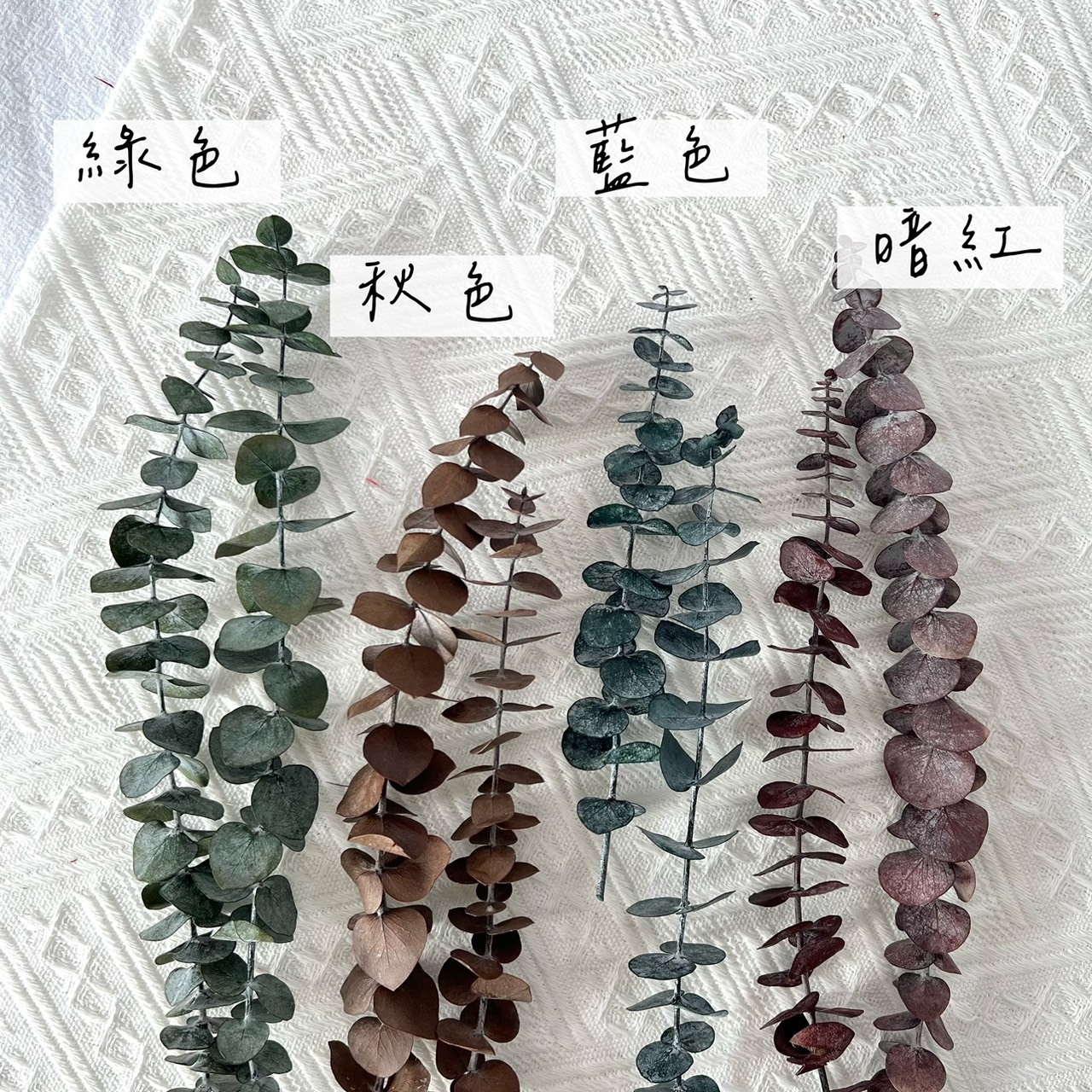 寶貝尤加利(短枝/4色)