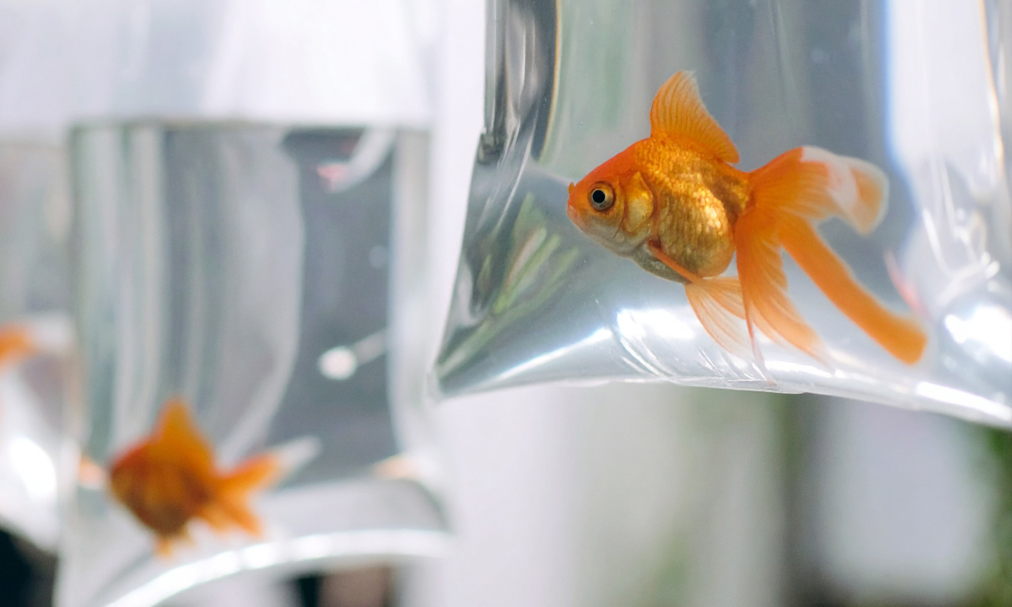 新魚入缸前的檢疫很重要，分享我們如何正確進行魚類檢疫