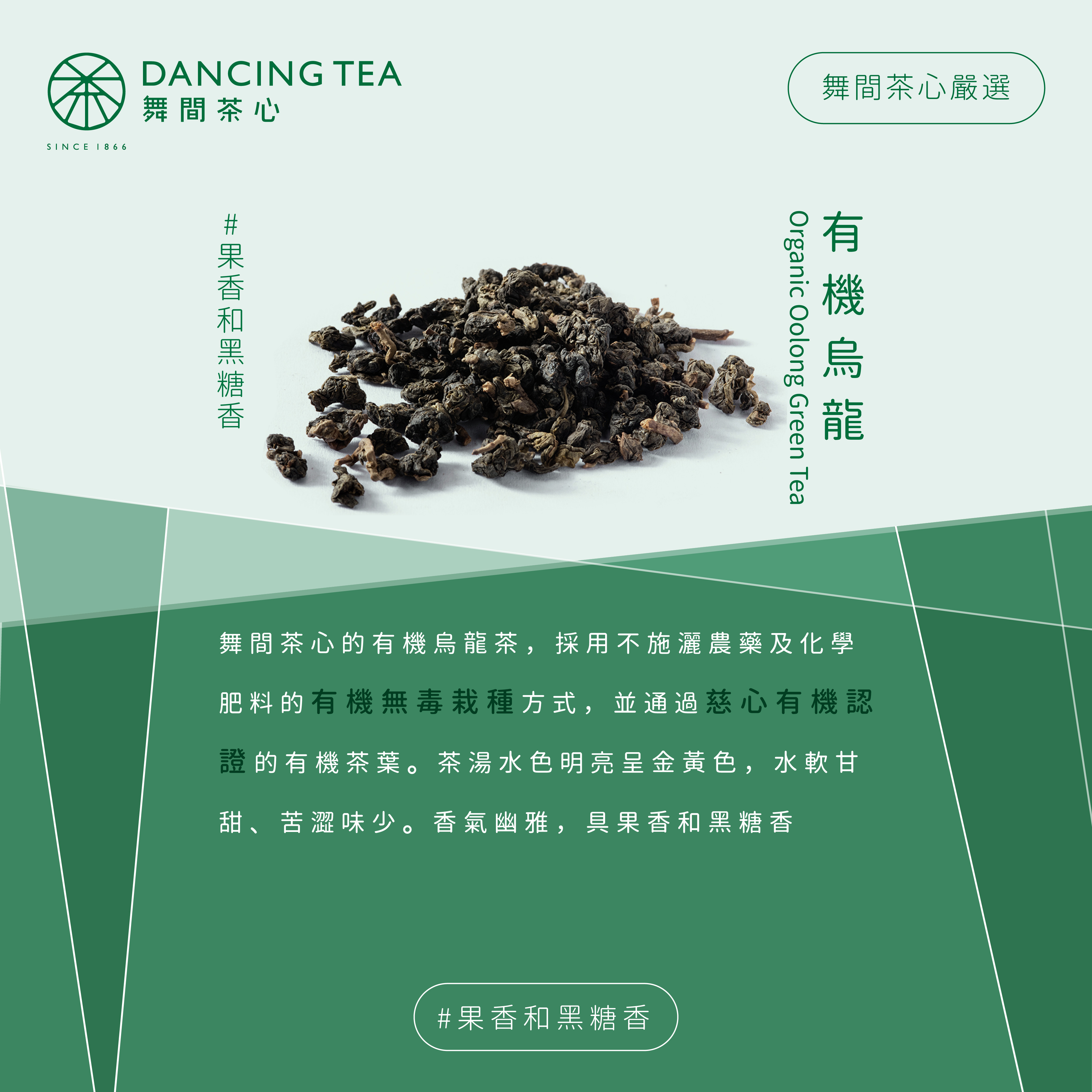 有機烏龍-原片立體茶包50入(經濟包)