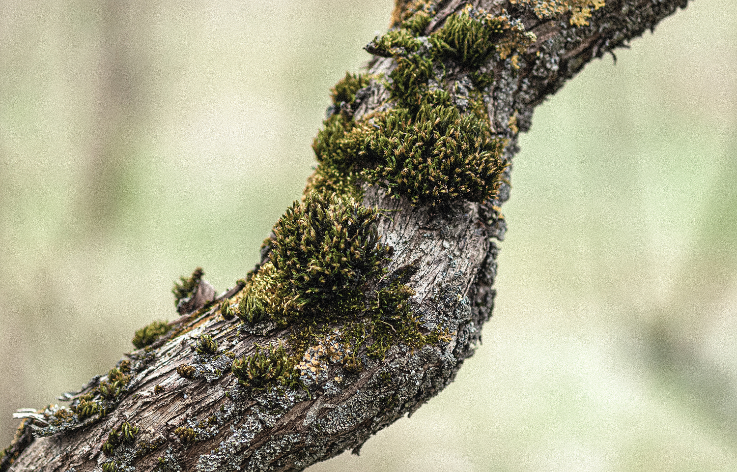 選用由永續科技轉化成的天然植萃,呵護肌膚-5