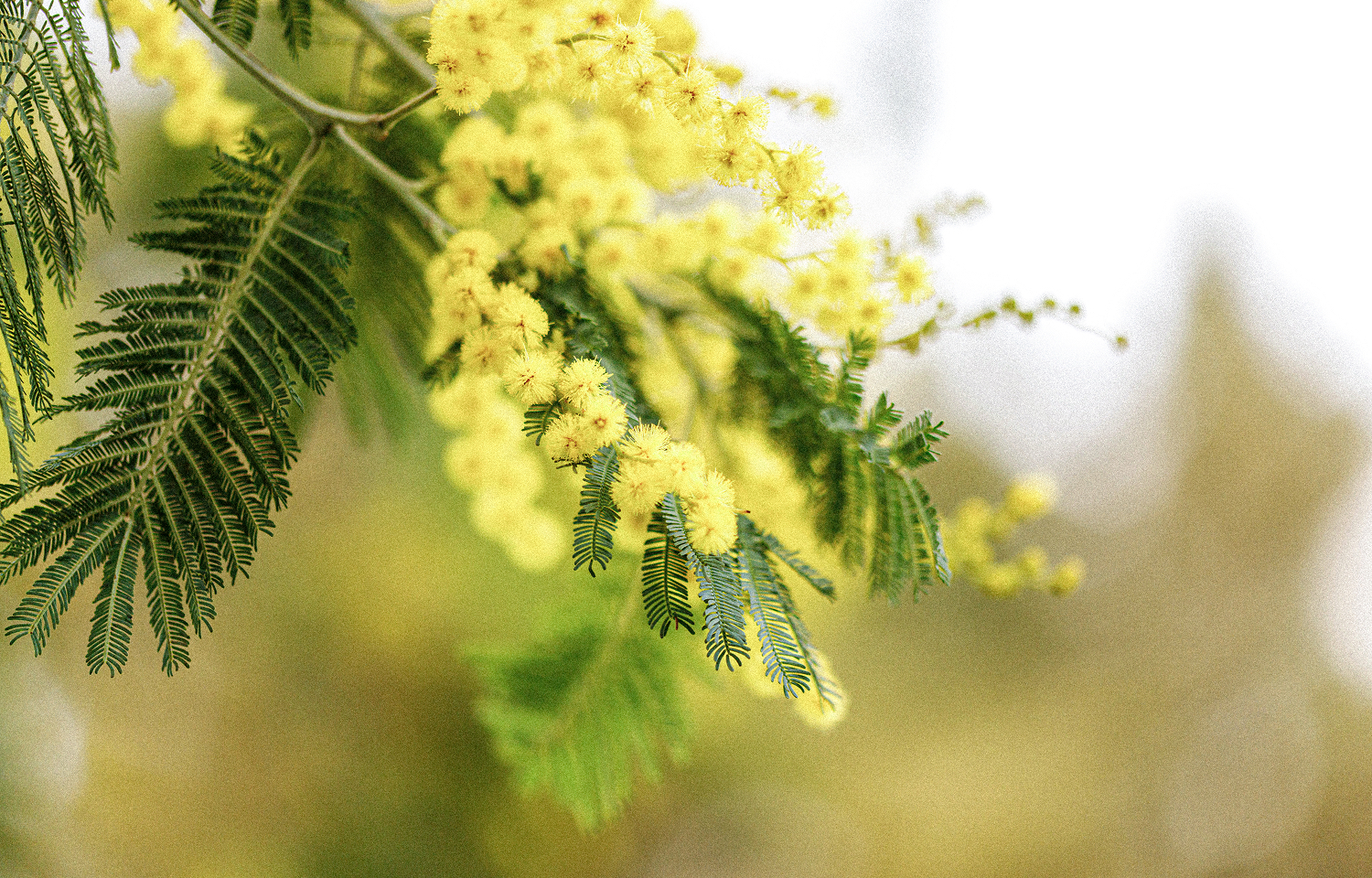 綻放水潤豐盈-6