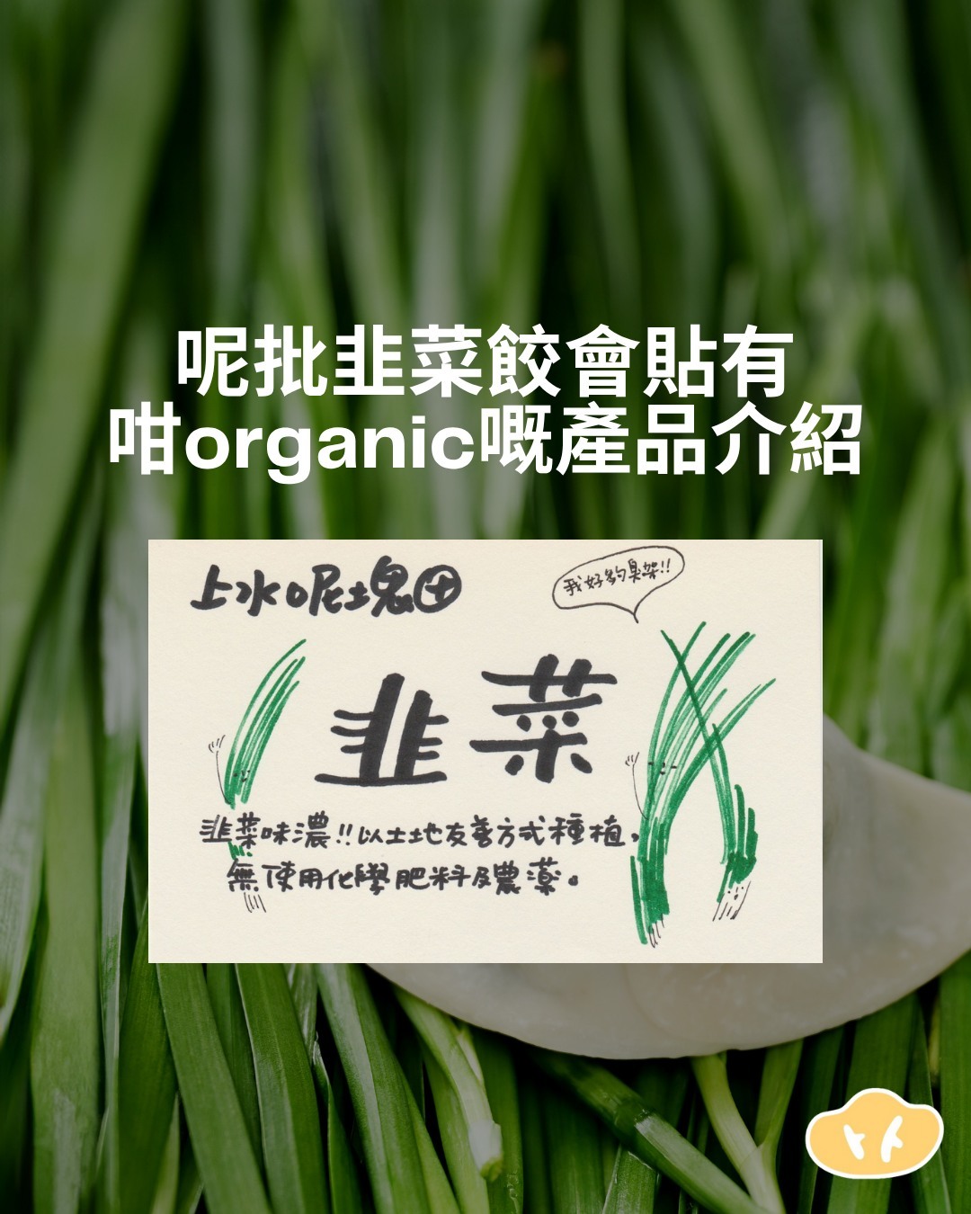 卜卜餃⼦店｜本地韭菜豚⾁餃👨🏼‍🌾上水呢塊田種植韭菜｜手工製作