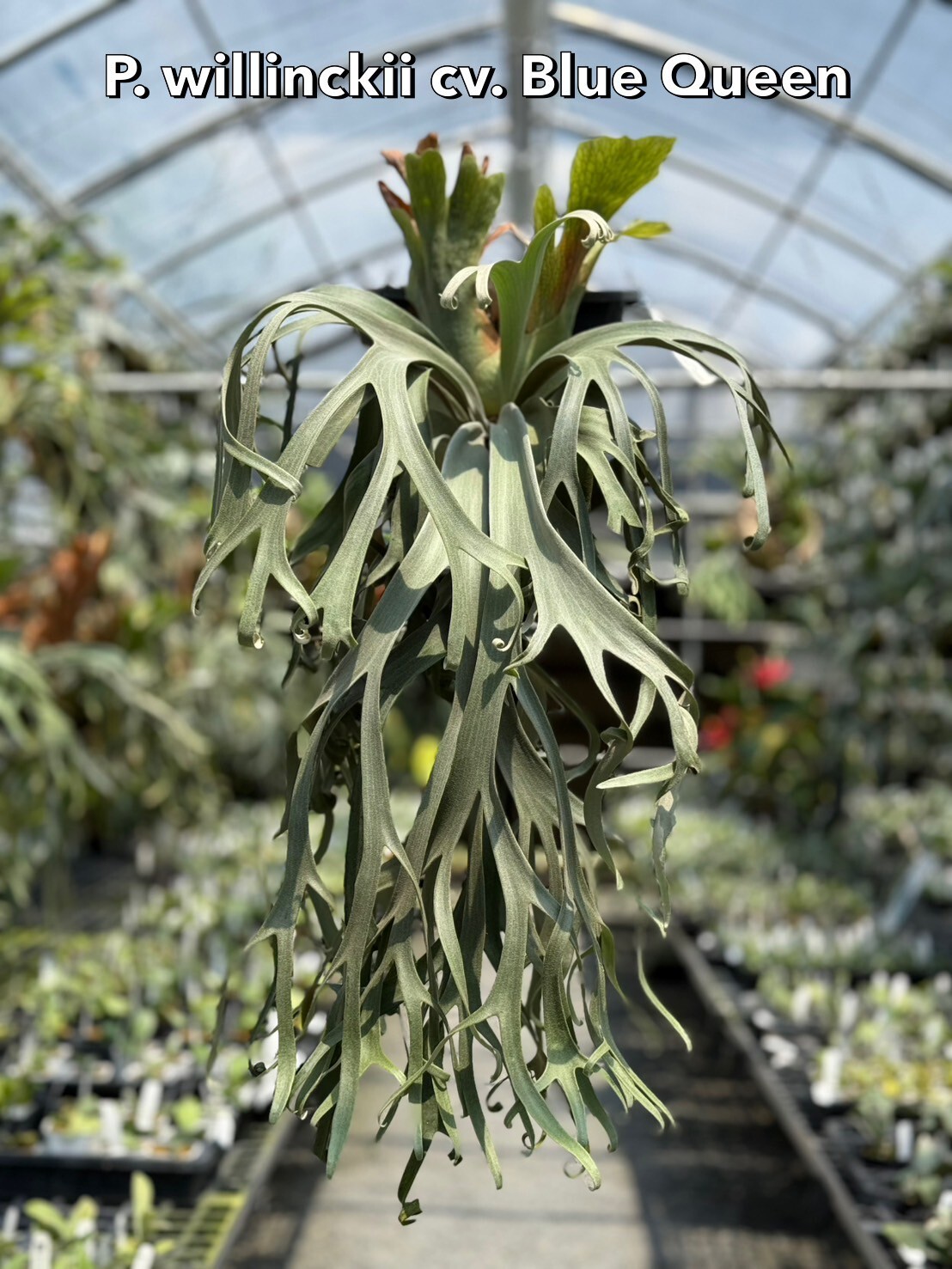 P. willinckii cv. Blue Queen