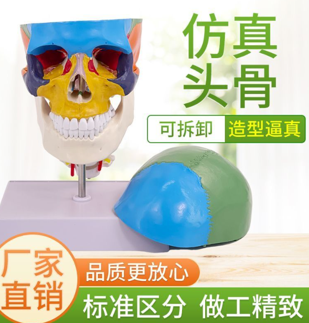 第七期预购 可拆分22件 仿真彩色头骨 含脊椎和头脑
