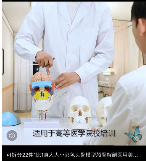 第七期预购 可拆分22件 仿真彩色头骨 含脊椎和头脑