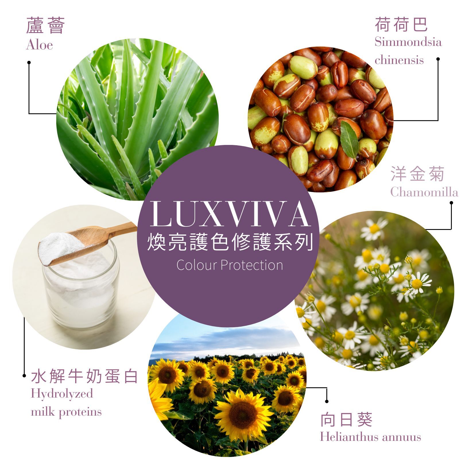 煥亮護色洗髮乳 pH 4.5