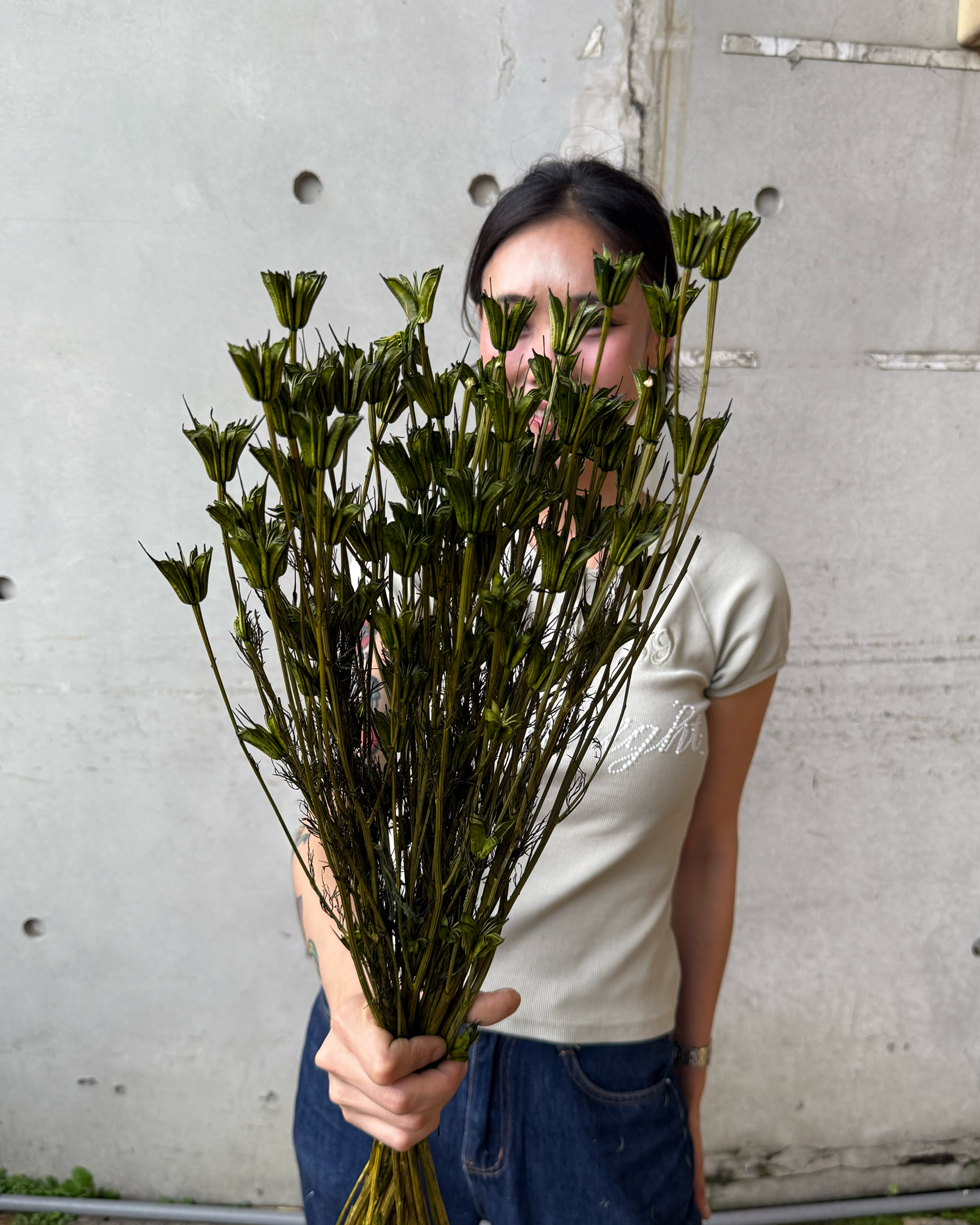 乾燥小百合 (荷蘭/義大利)