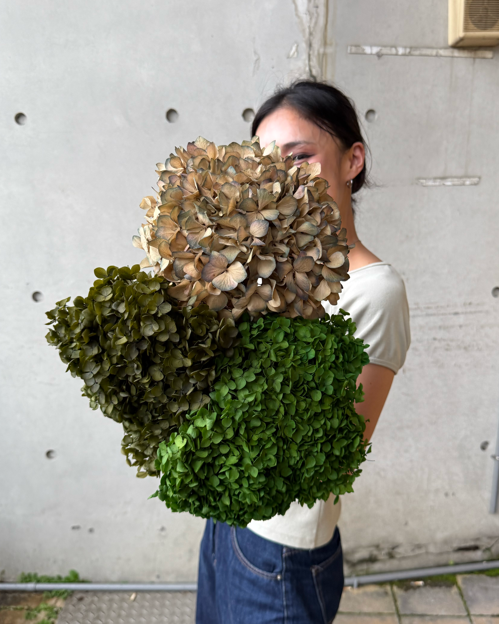 乾燥帶枝木繡球