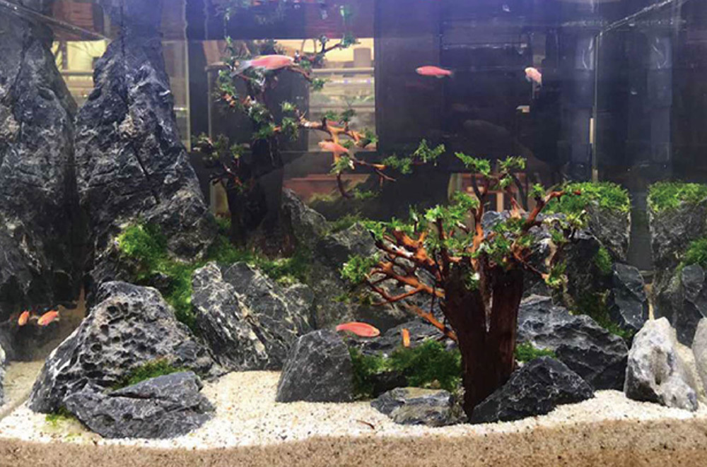 青龍石水族造景石｜魚缸水草缸造景推薦- 養魚治百病
