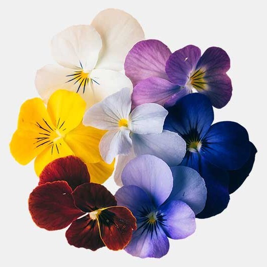 混色食用花エディブル