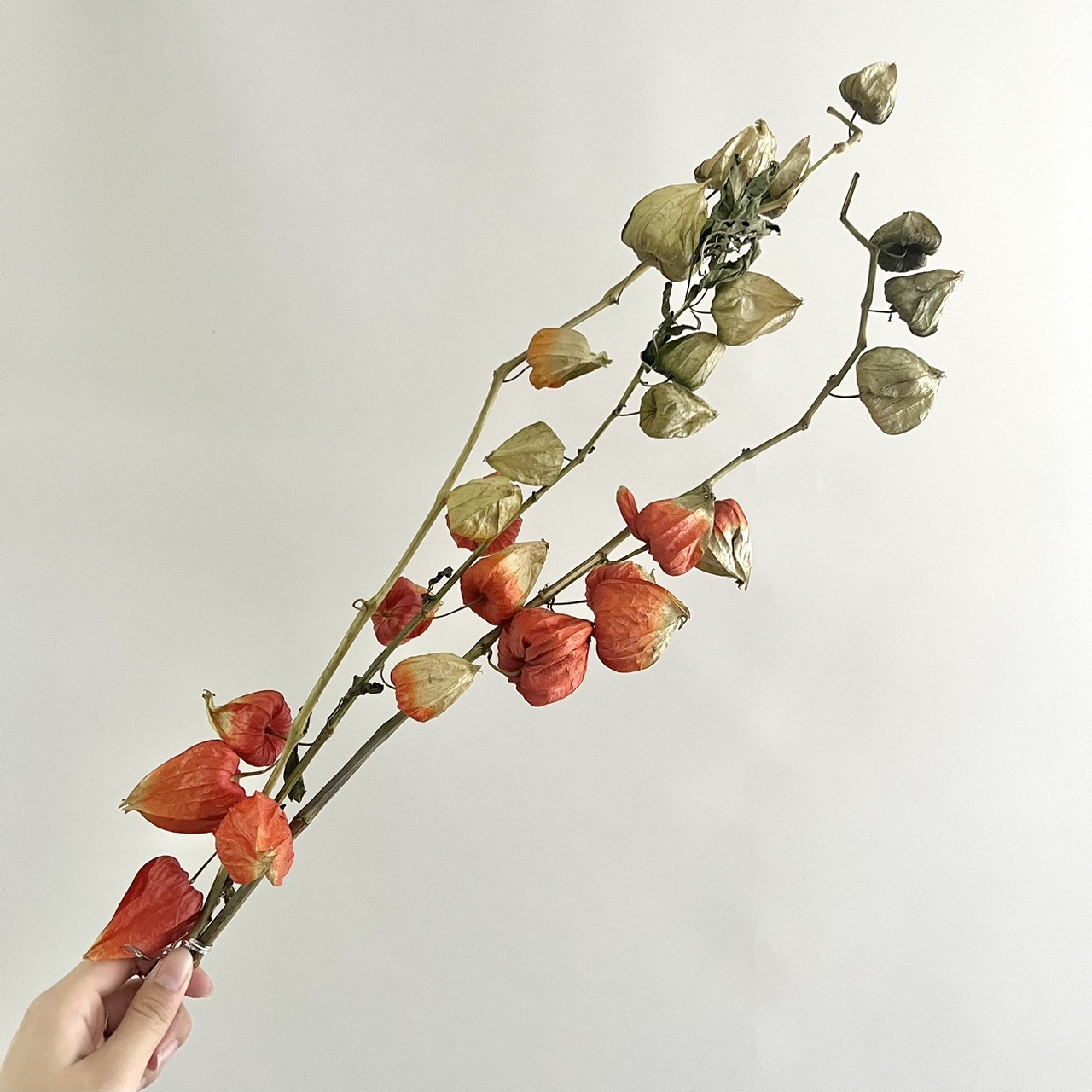 乾燥燈籠果(帶枝條)