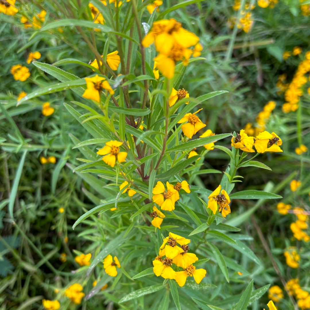 墨西哥龍艾滴瓶精油10ml｜草本甜香 舒緩情緒