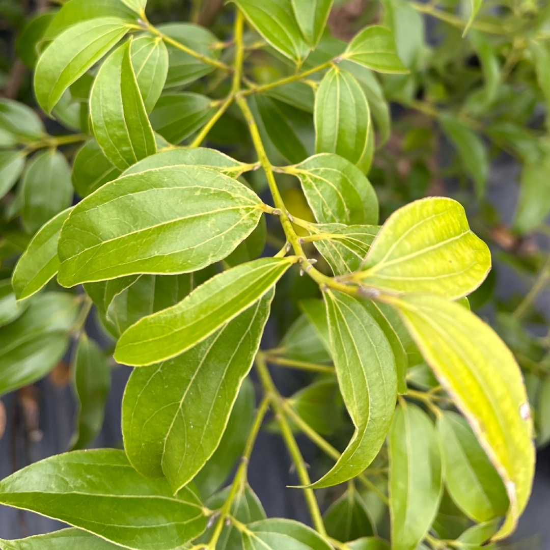 【新品上市】台灣土肉桂滴瓶精油 10ml｜溫暖氣血 提振元氣