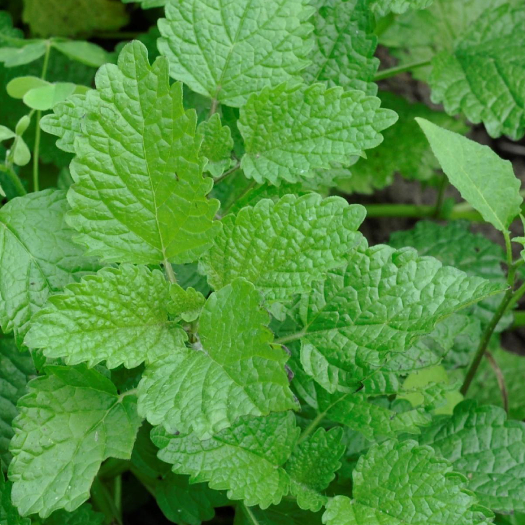 【新品上市】特調薄荷複方滴瓶精油 10ml｜清新提神 舒緩壓力