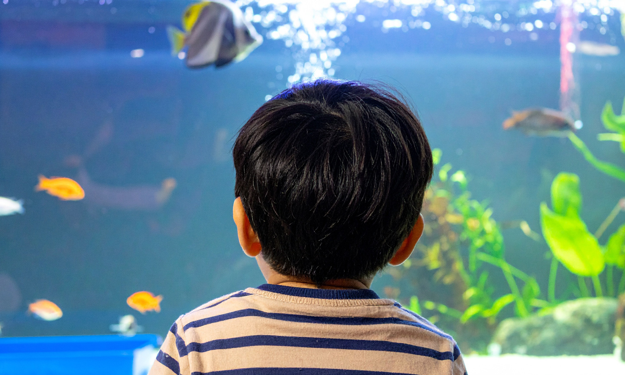 流動的水聲加上魚兒緩慢的游動節奏，就像是大自然的白噪音，能夠有效降低我們的壓力荷爾蒙