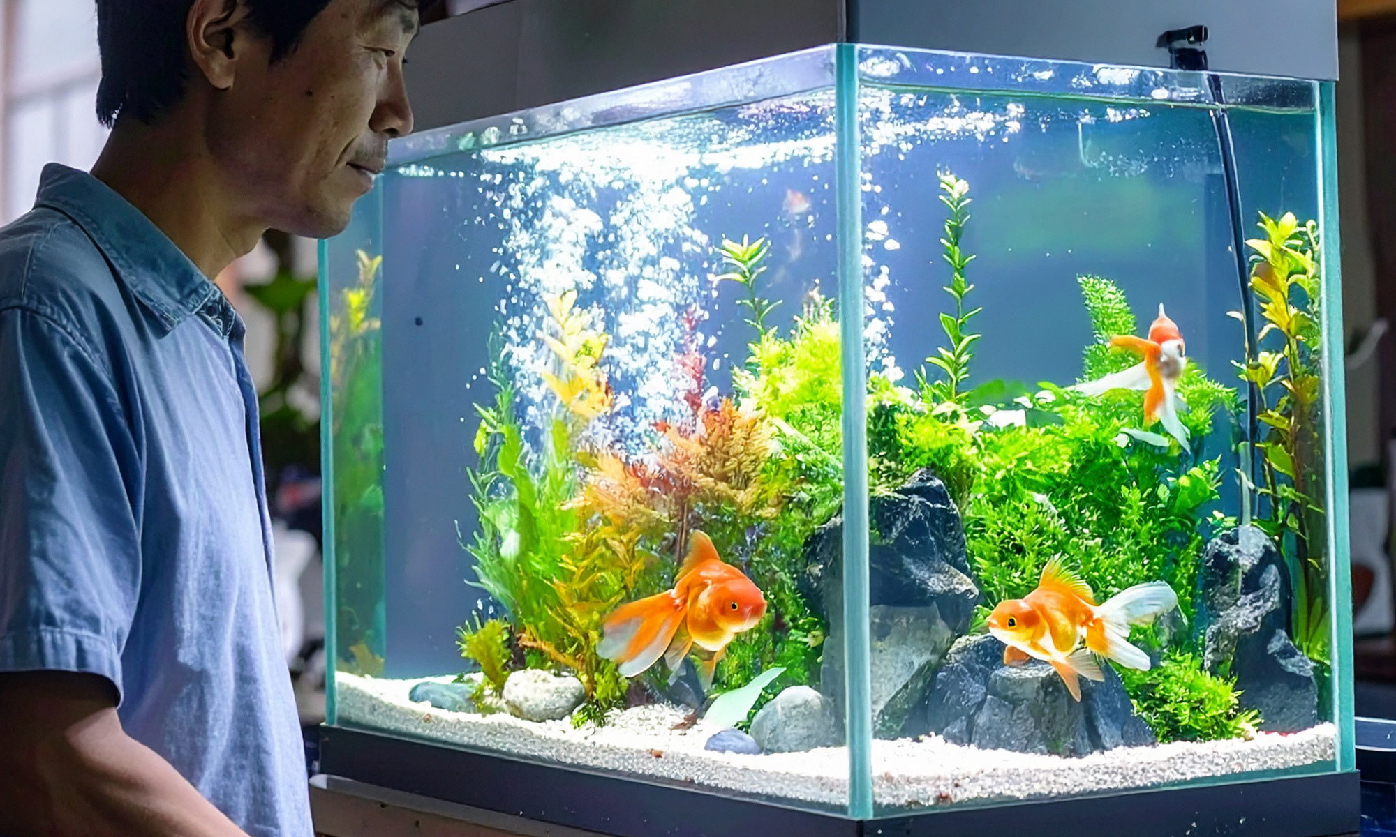 養魚竟然能夠改善睡眠品質！魚缸中的過濾器產生的輕柔水流聲，就像是天然的白噪音，能夠遮蔽環境中的雜音，營造寧靜的睡眠環境