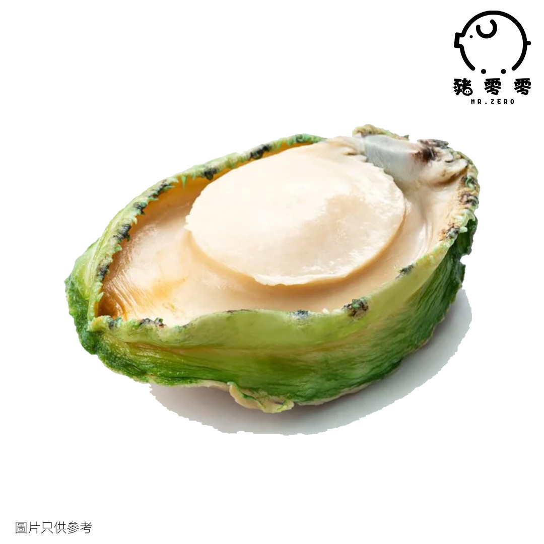 2-3頭 澳洲青邊鮑魚/澳洲急凍青邊鮑魚