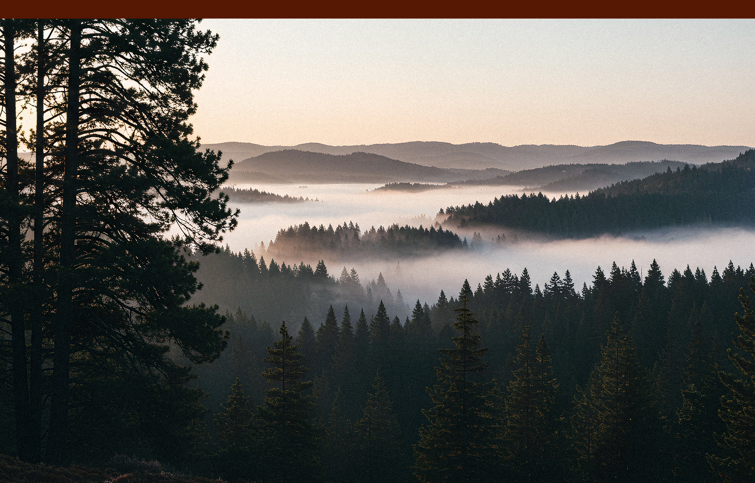 雪松溫暖深邃的木質香氣-2