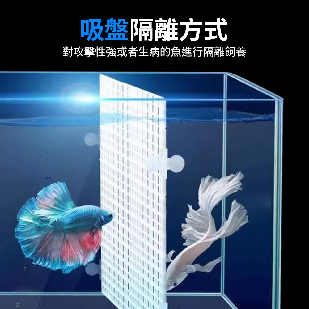 吸盤大、吸力強，確保隔離板長時間維持穩定不移位，讓魚隻隔離養護更安心