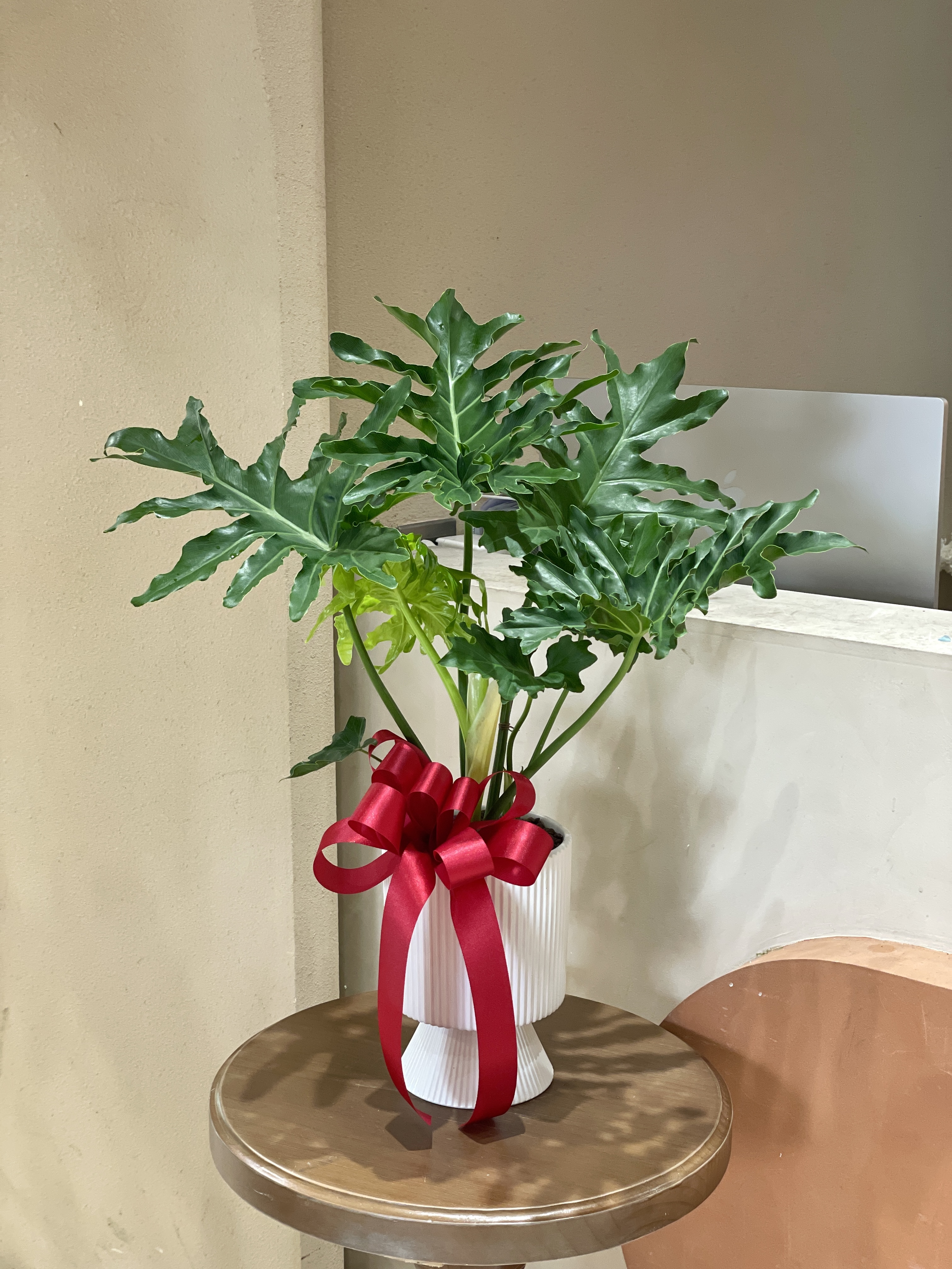 【現貨】蔓綠絨-06