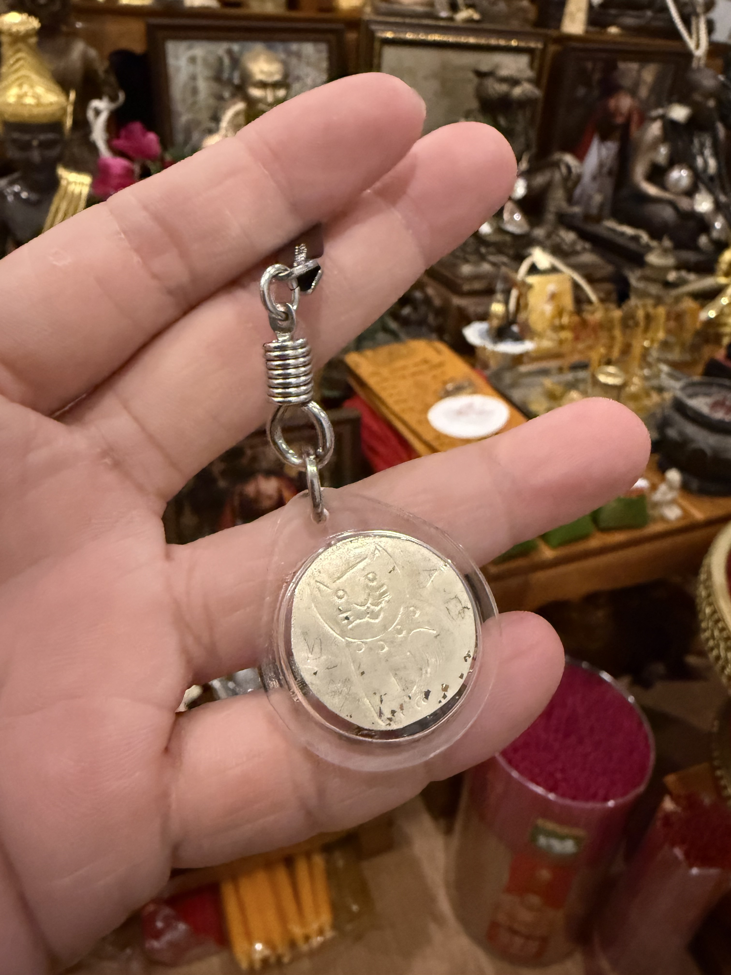 古巴門 貓碌葛（KE31）