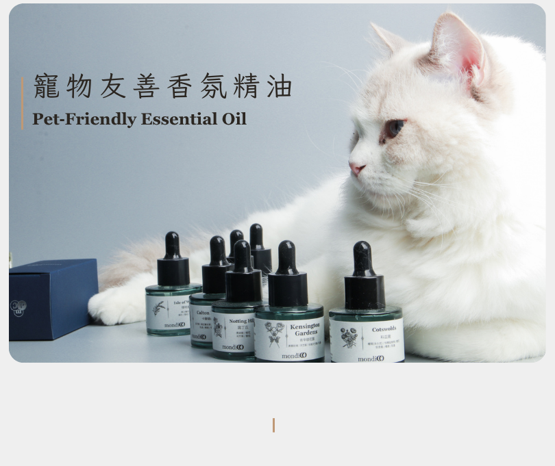 一隻貓咪和精油瓶