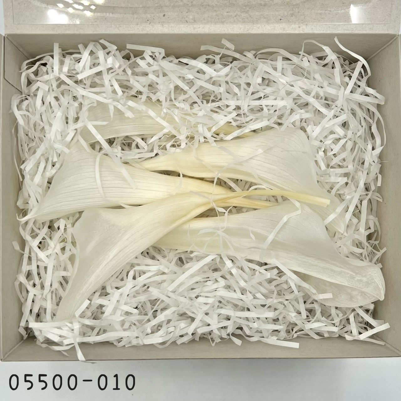 日本不凋海芋 05500-010