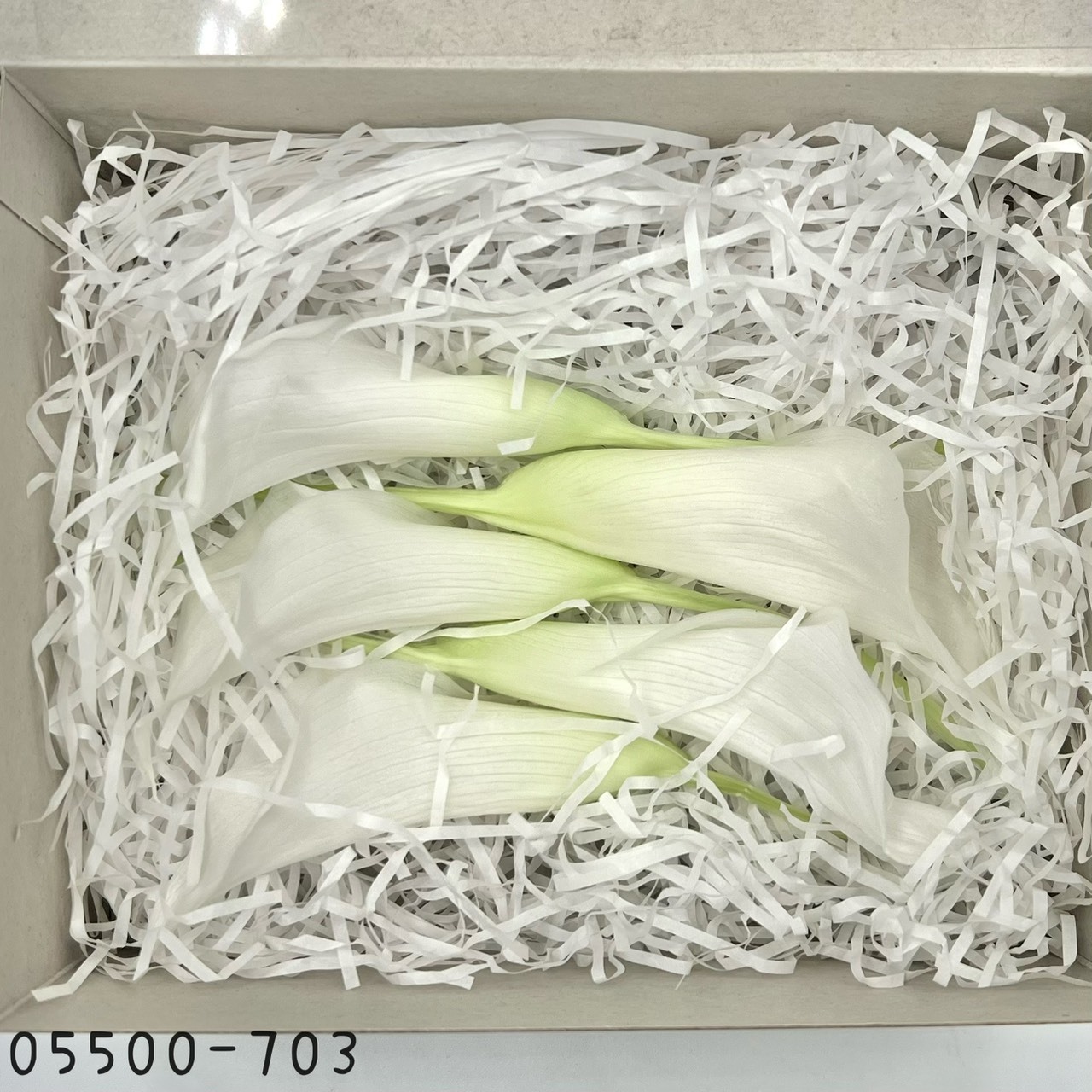 日本不凋海芋 05500-703