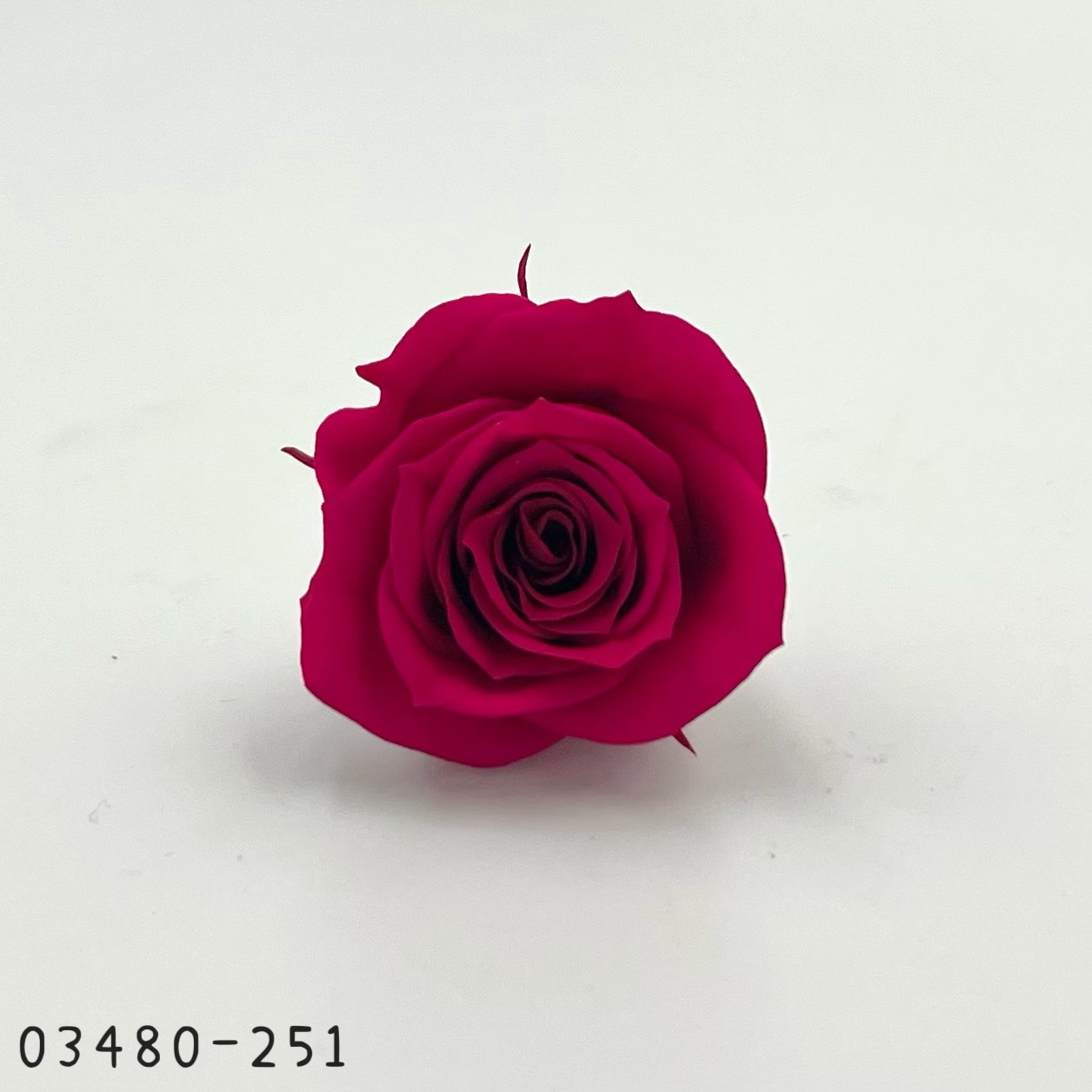 日本不凋中輪玫瑰(9朵) 03480-251