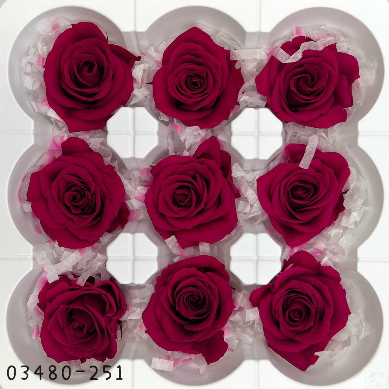 日本不凋中輪玫瑰(9朵) 03480-251