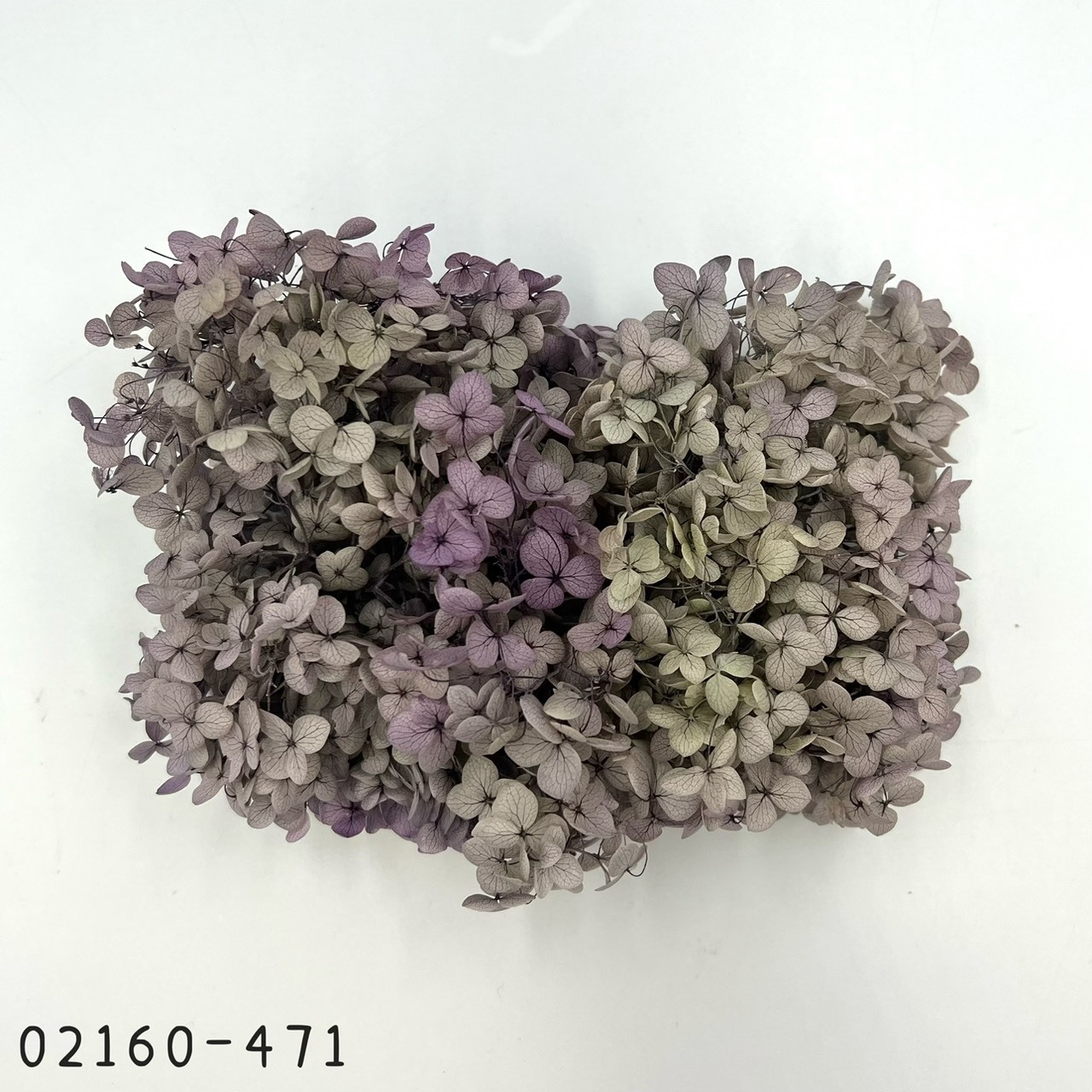 日本不凋安娜繡球 02160-471