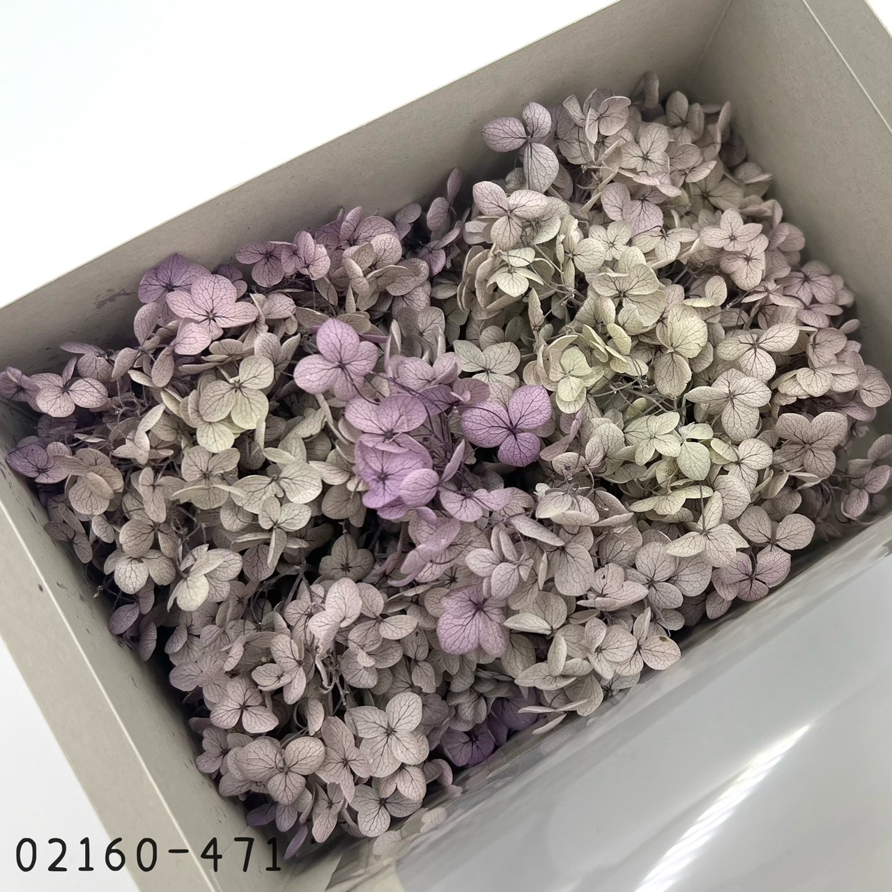 日本不凋安娜繡球 02160-471