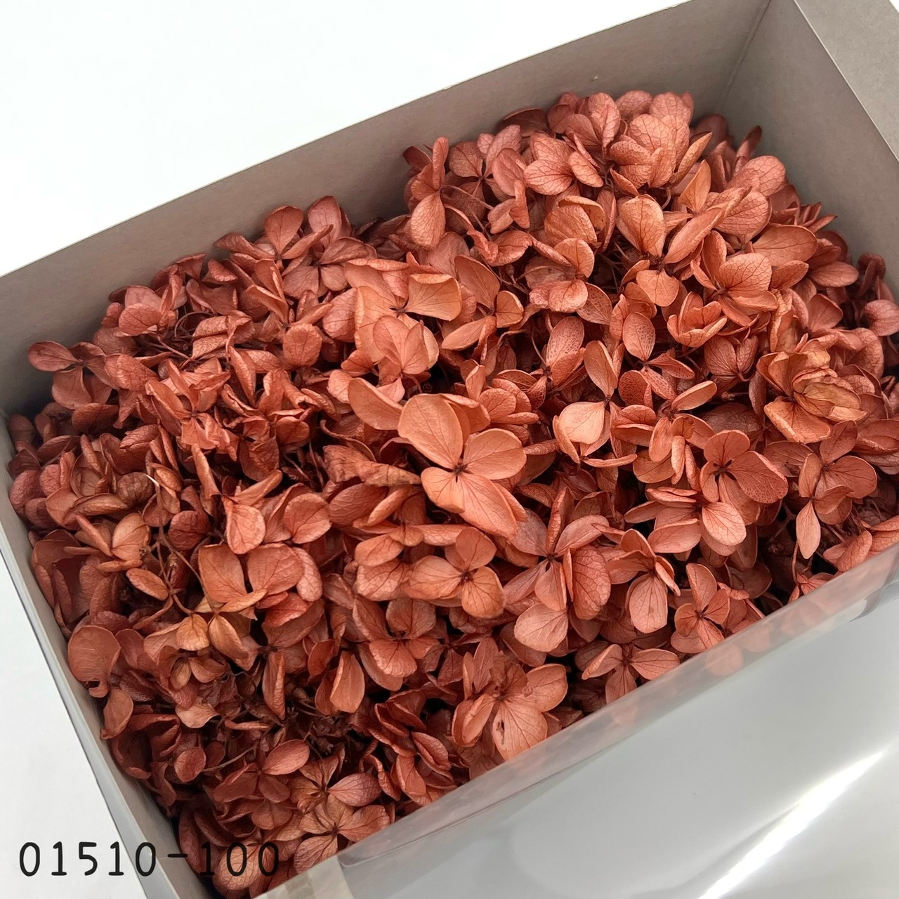 日本不凋中葉繡球 01510-100